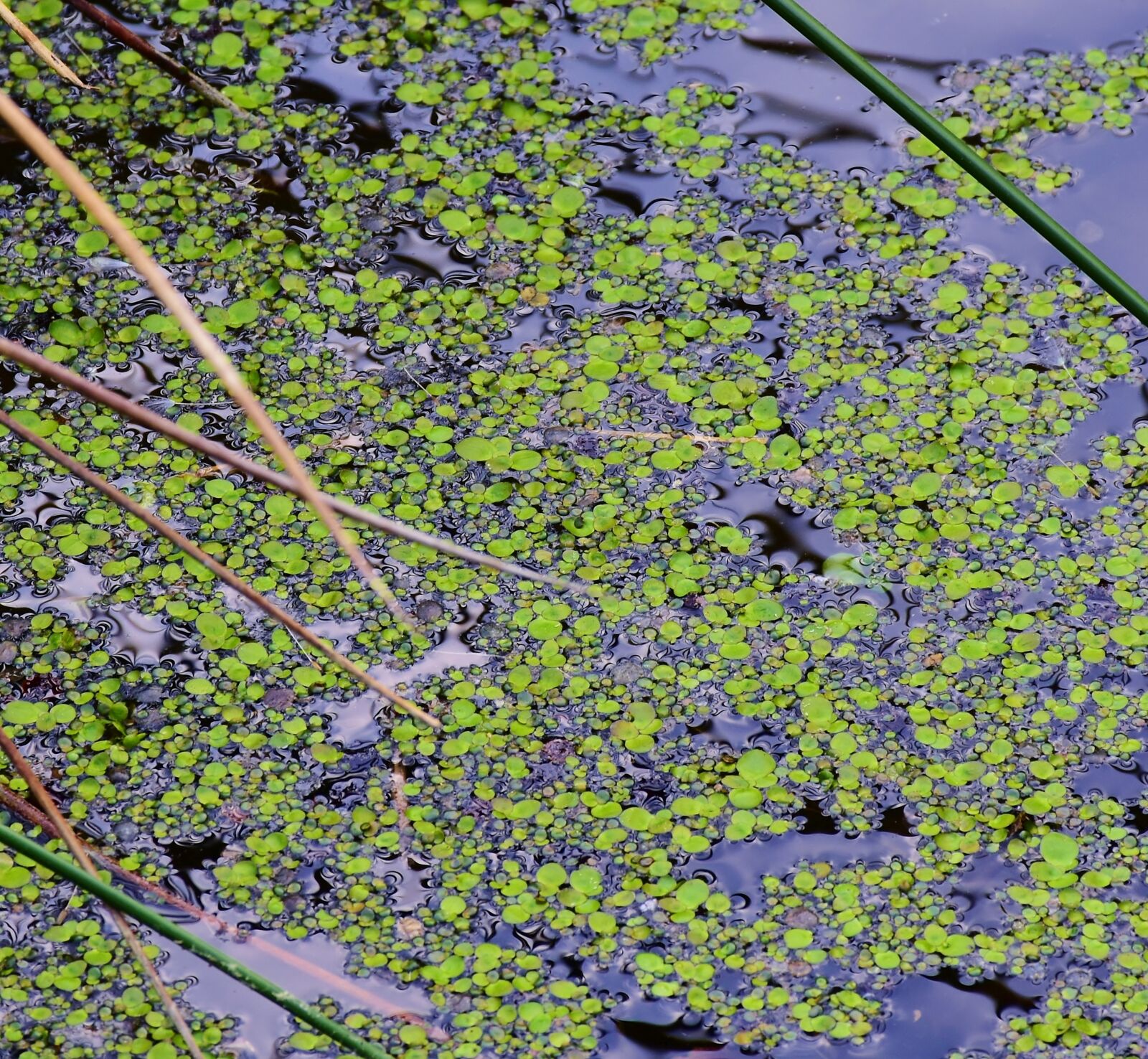 Nikon D7200 sample photo. Pond, water, plant photography