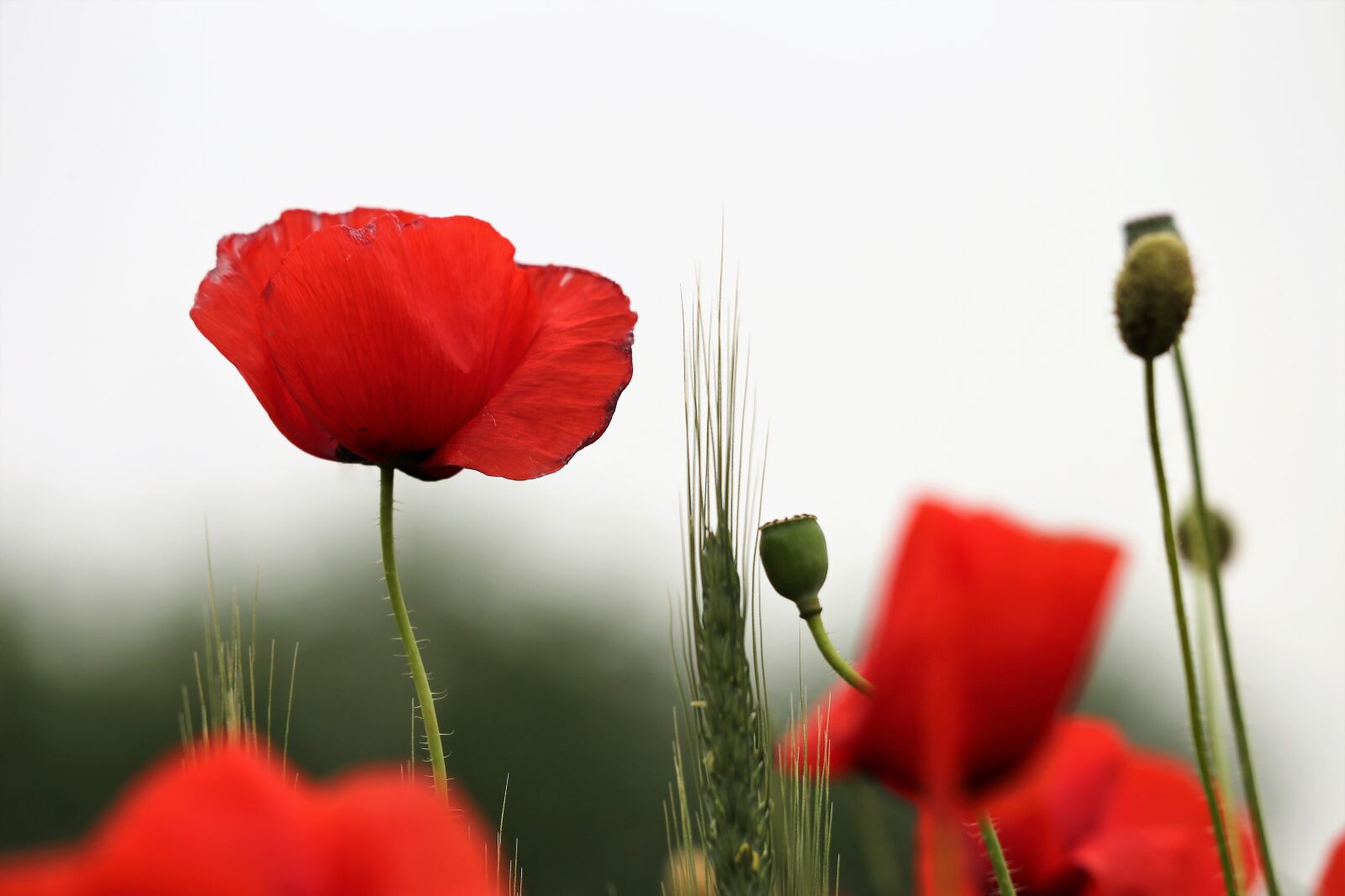 Canon EOS 6D + Canon EF 70-300 F4-5.6 IS II USM sample photo. Red poppies, flower, blooming photography