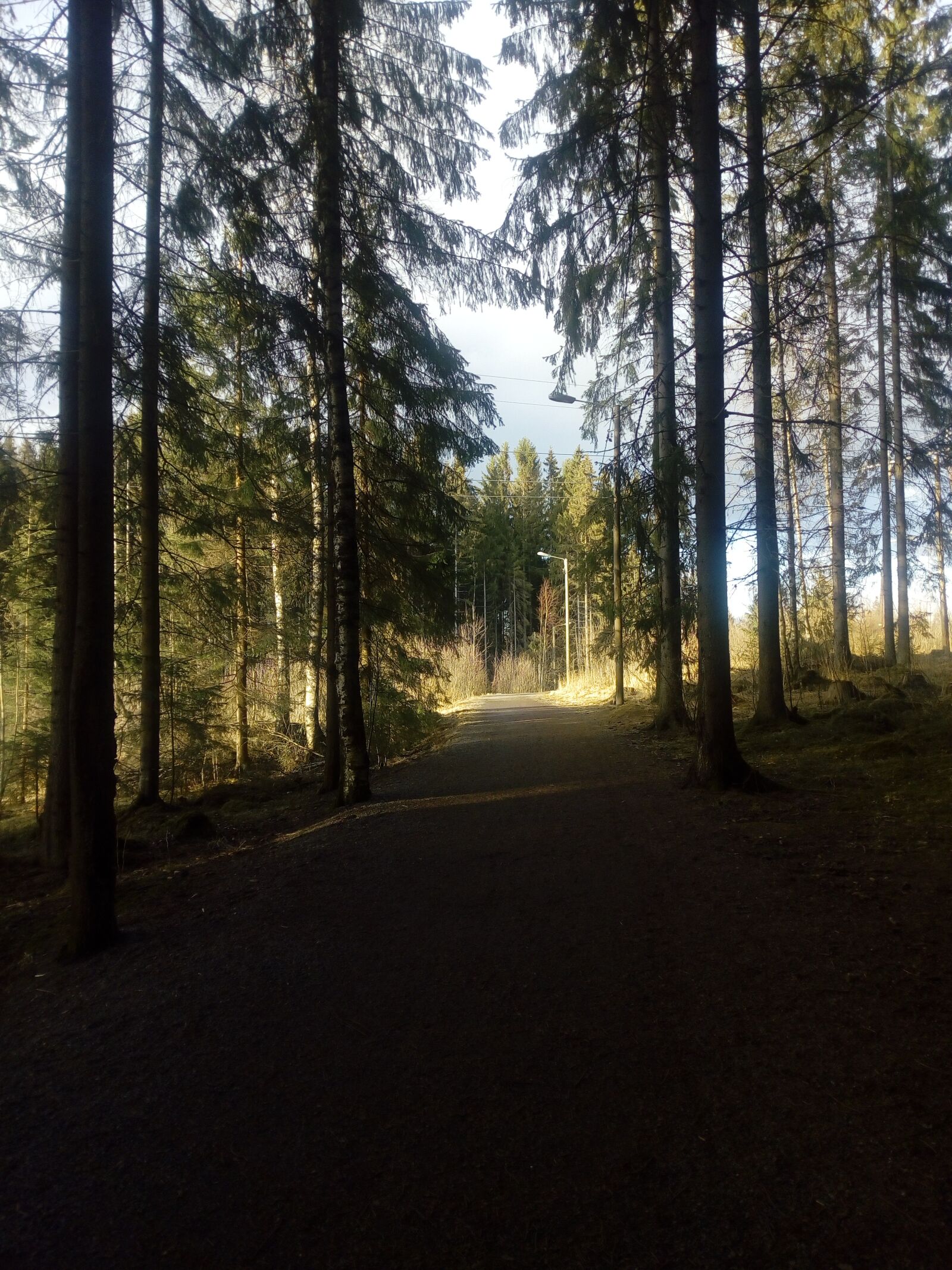 HUAWEI Y6 2017 sample photo. Spring, forest, at its photography