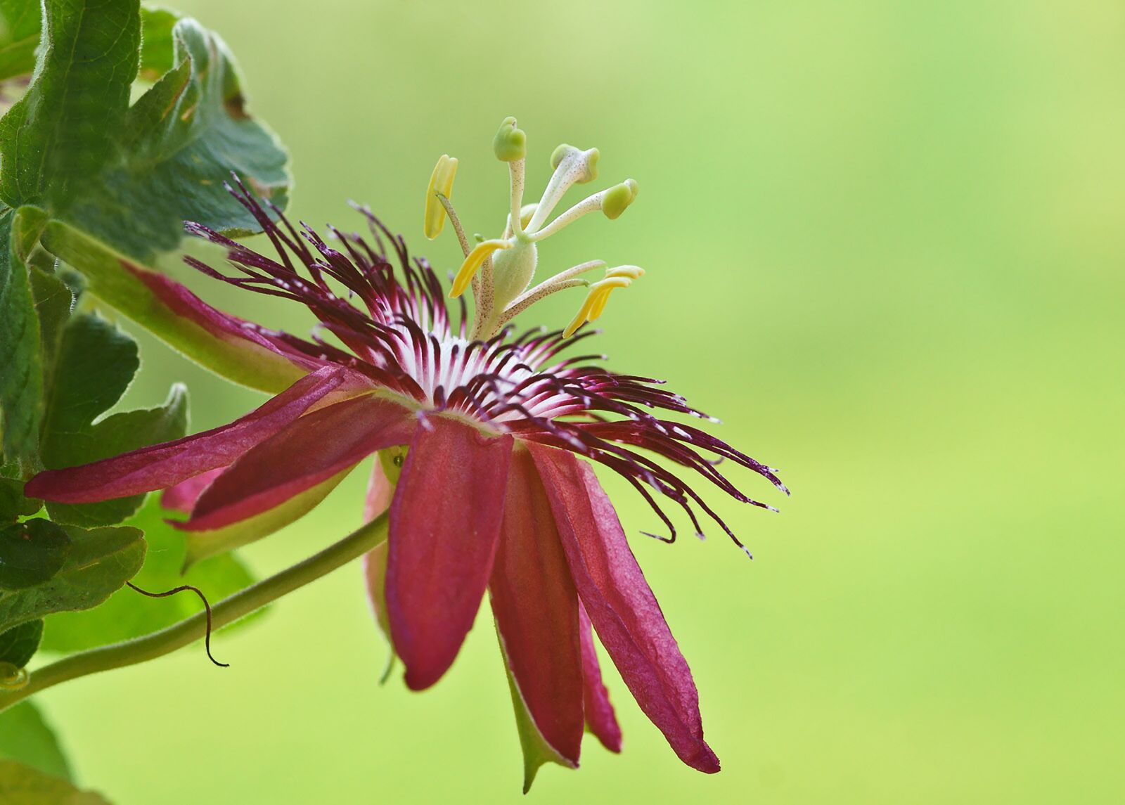 Sony SLT-A77 sample photo. Passiflora, passion flower, flower photography
