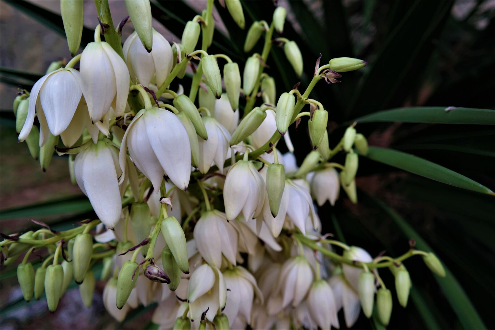 NX 18-55mm F3.5-5.6 sample photo. Flower, blossom, bloom photography