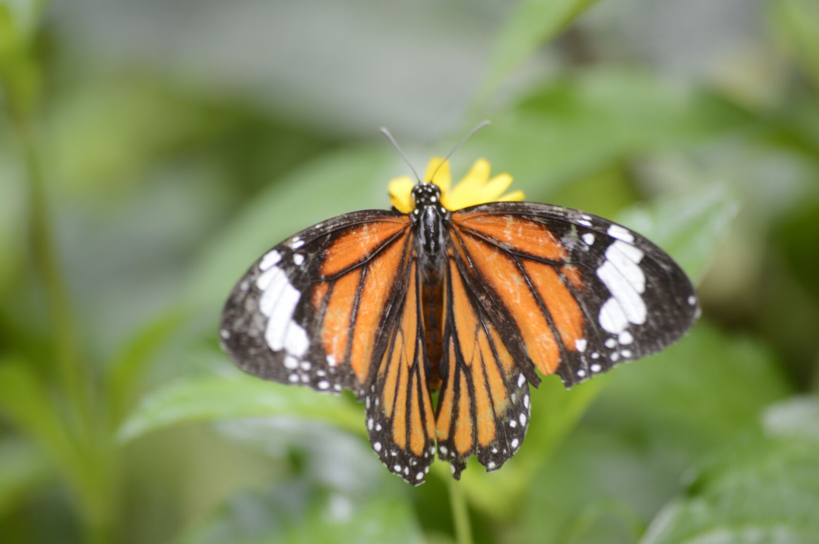 Nikon D3200 sample photo. Butterfly, insect, flower photography