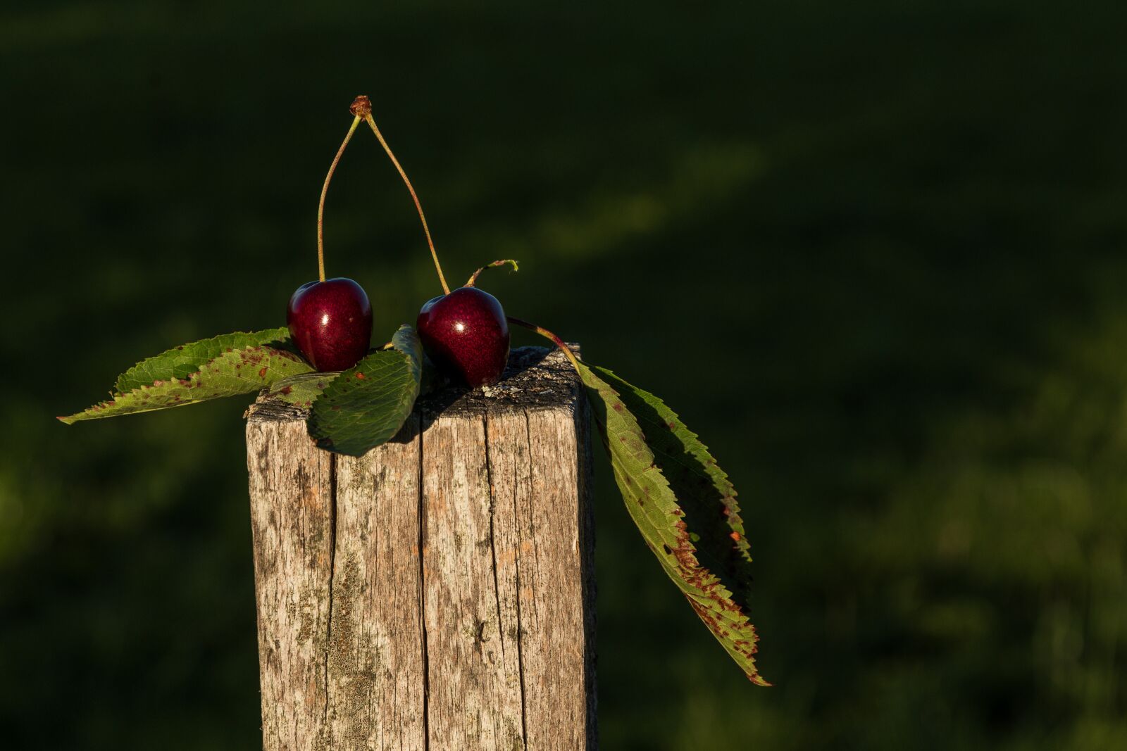 Sony a7R III sample photo. Cherries, still life, fruit photography