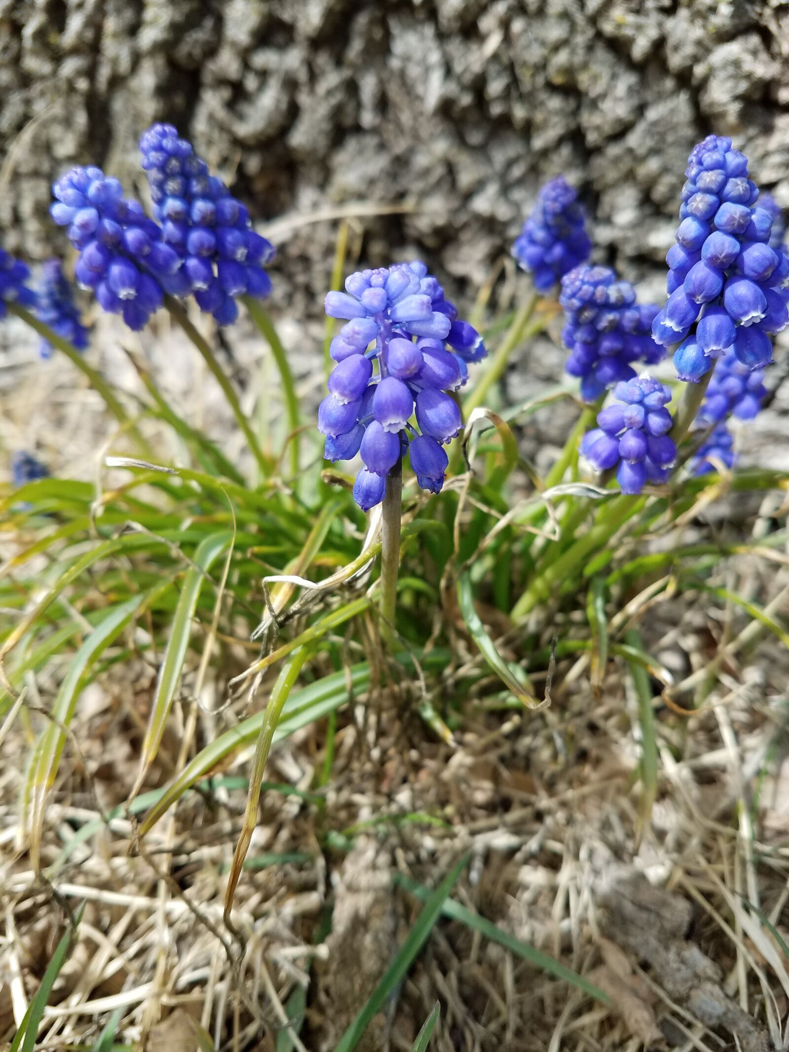 Samsung Galaxy S7 sample photo. Purple, flowers, grass photography