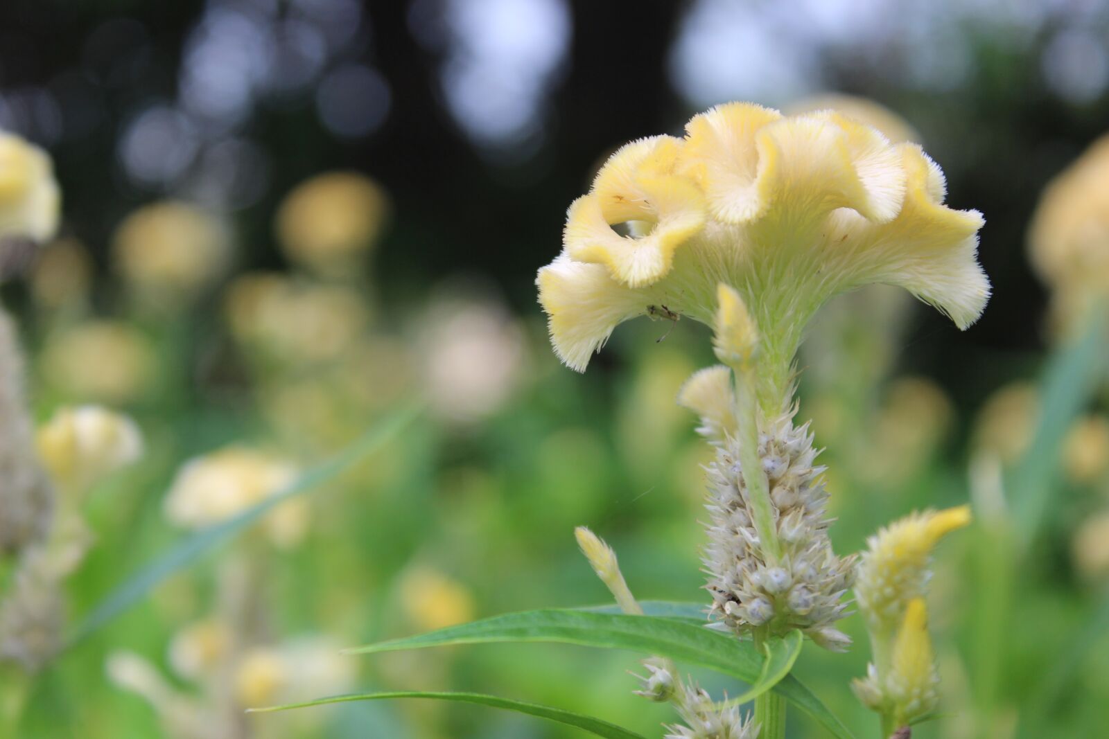 Canon EOS 600D (Rebel EOS T3i / EOS Kiss X5) sample photo. Yellow flowers, yellow, nature photography