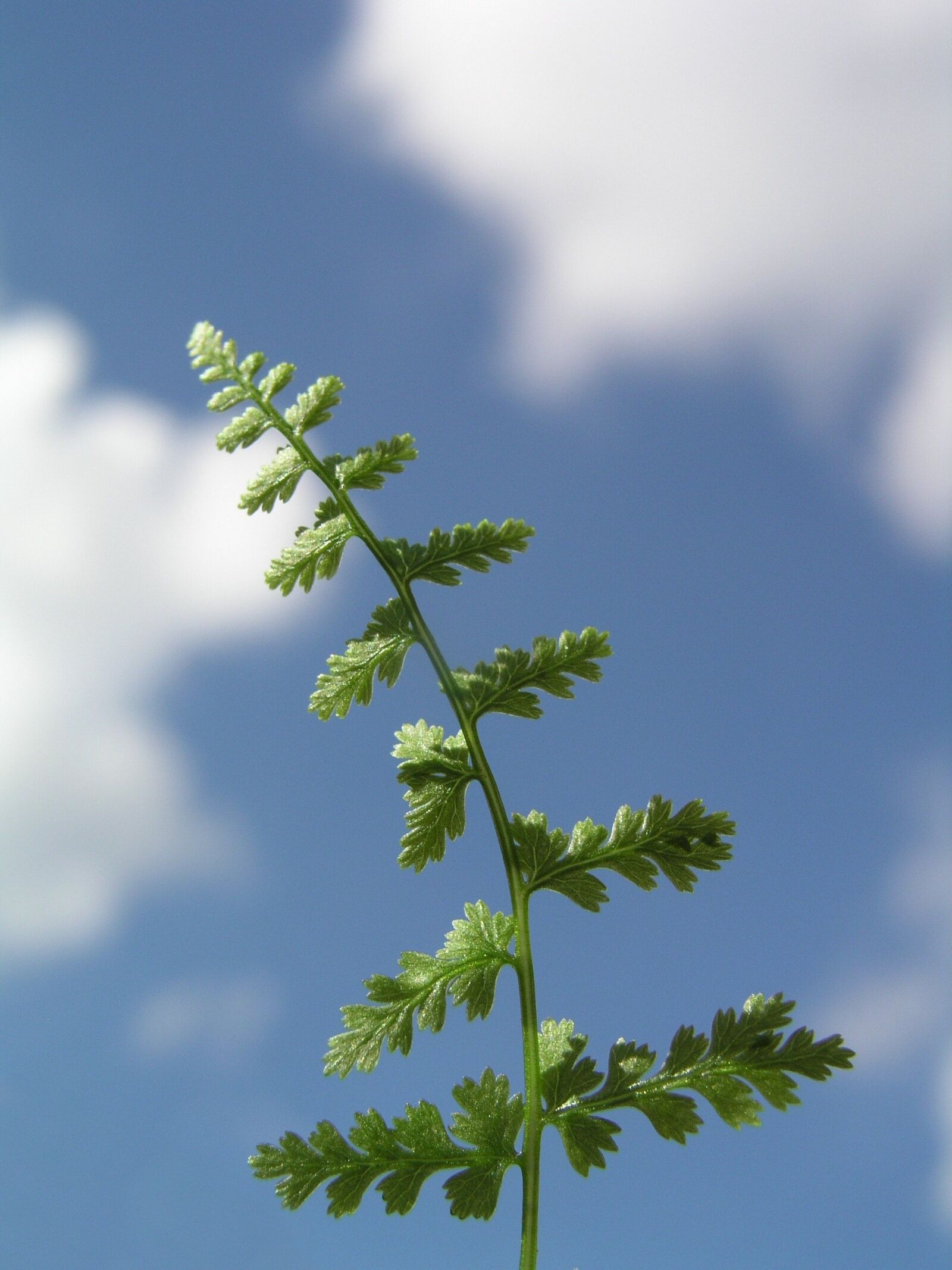 Olympus C5050Z sample photo. Fern, leaf, nature photography