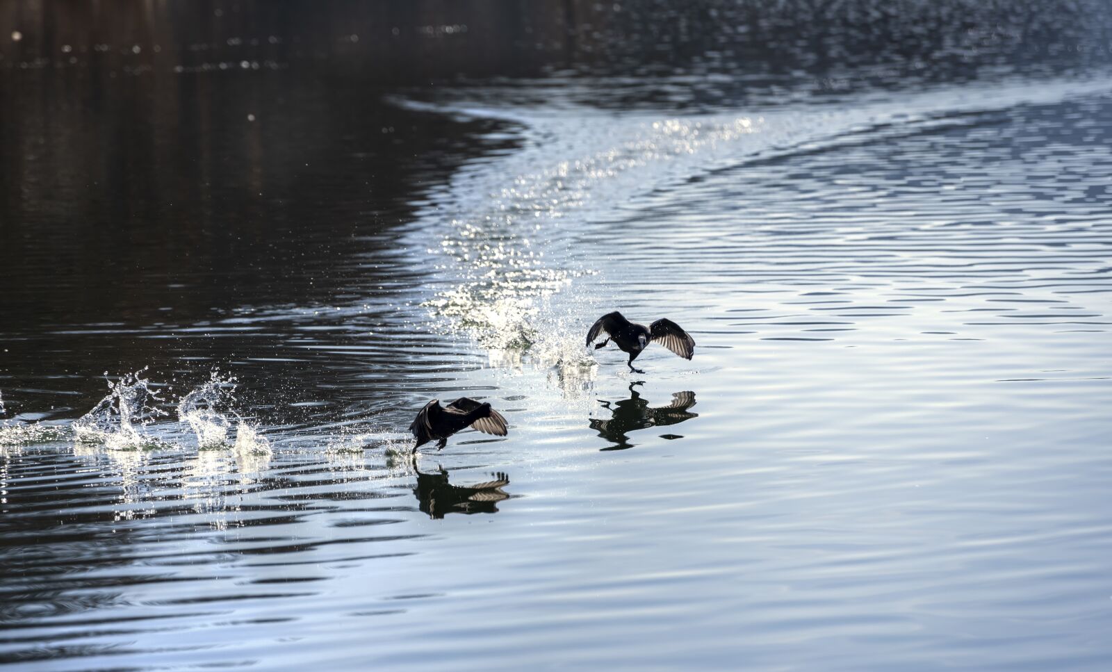 Nikon D750 sample photo. Birds, water, lake photography
