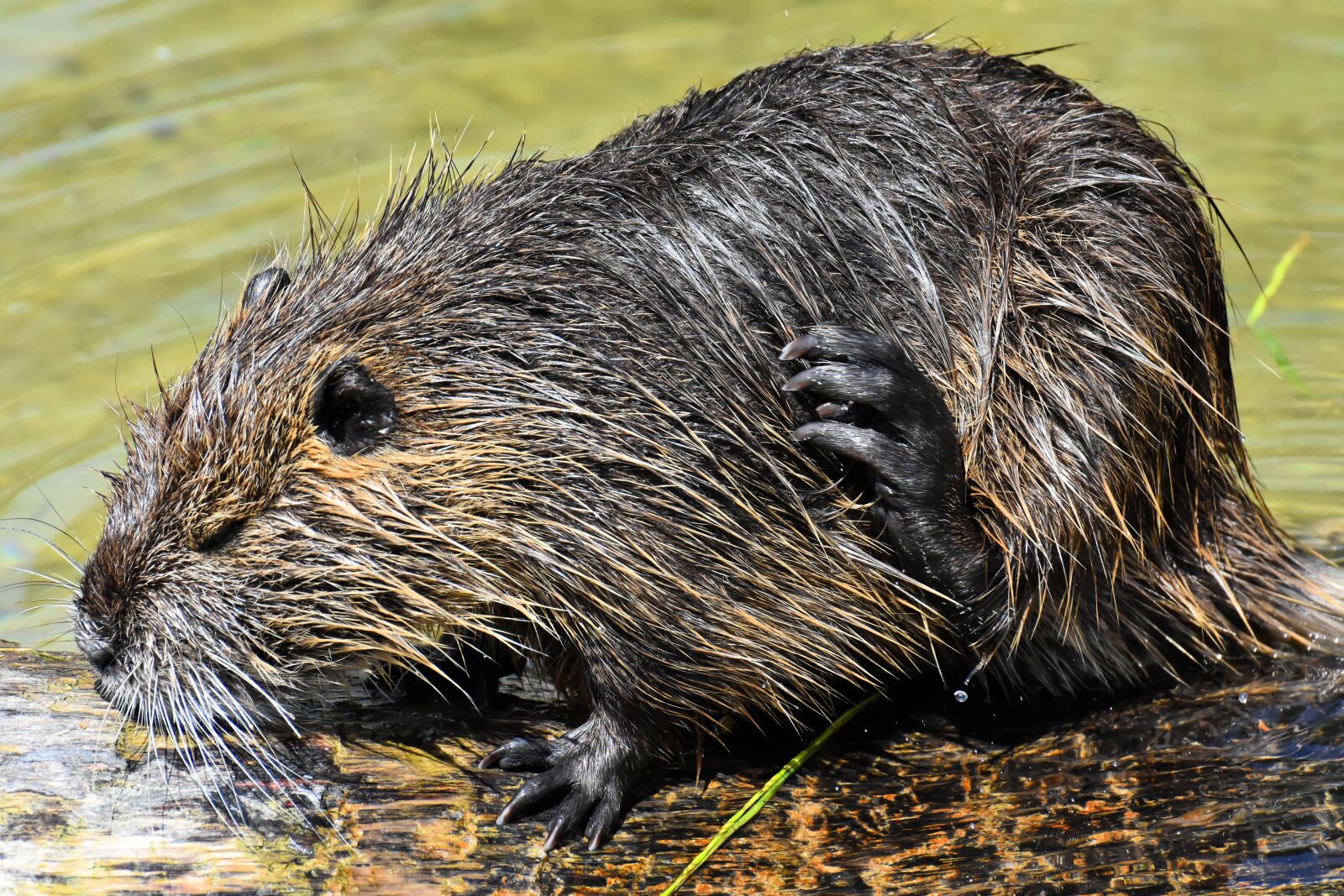Nikon D7200 sample photo. Nutria, water rat, water photography