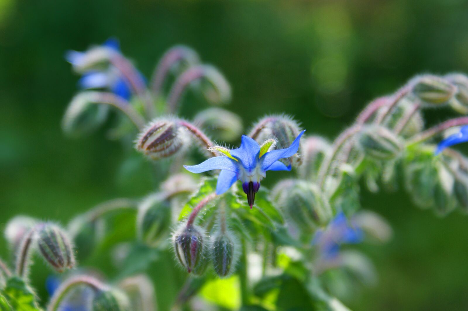 Sony Alpha DSLR-A350 sample photo. Flower, green, nature photography