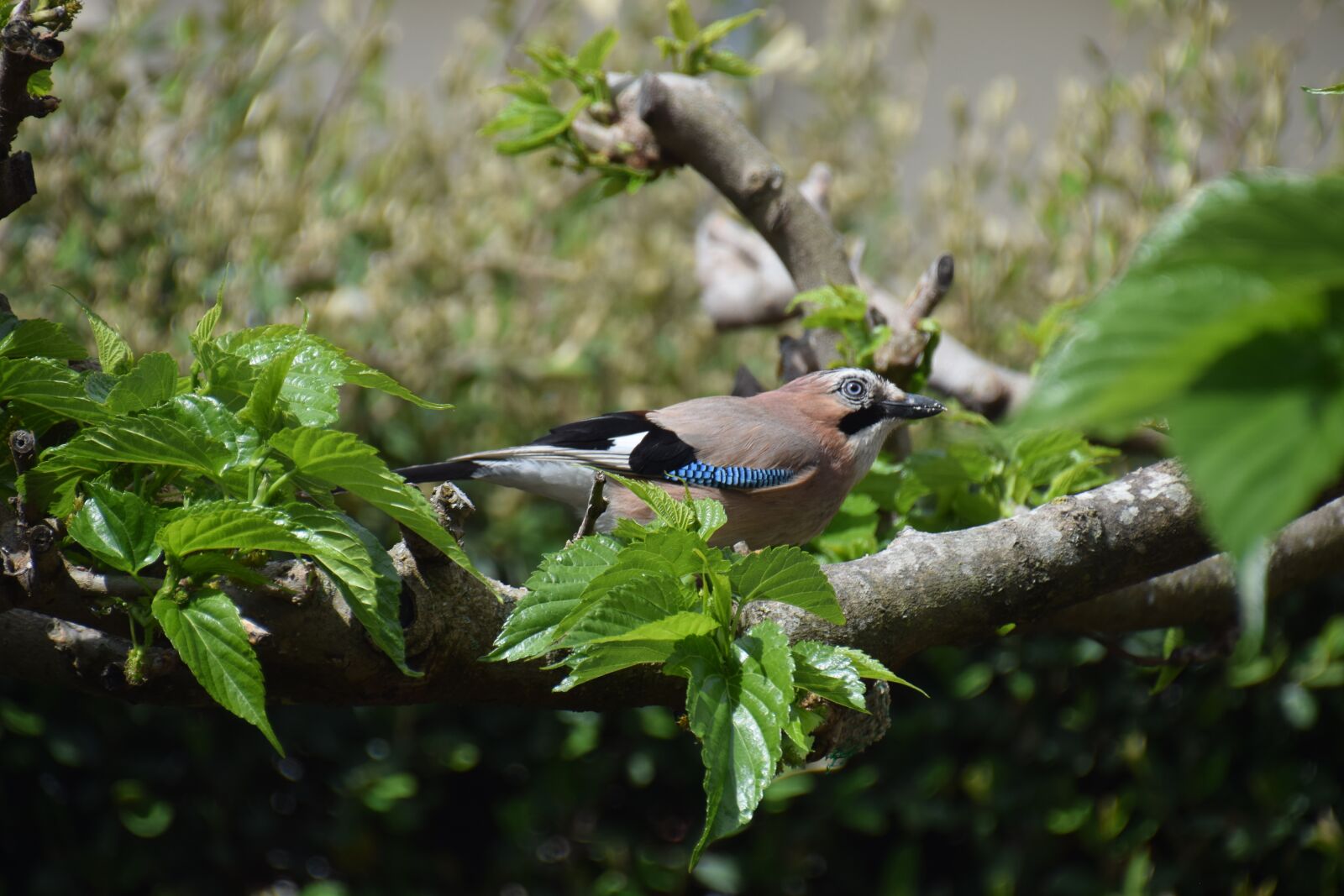 Nikon D5300 sample photo. Jay, trees, bird photography
