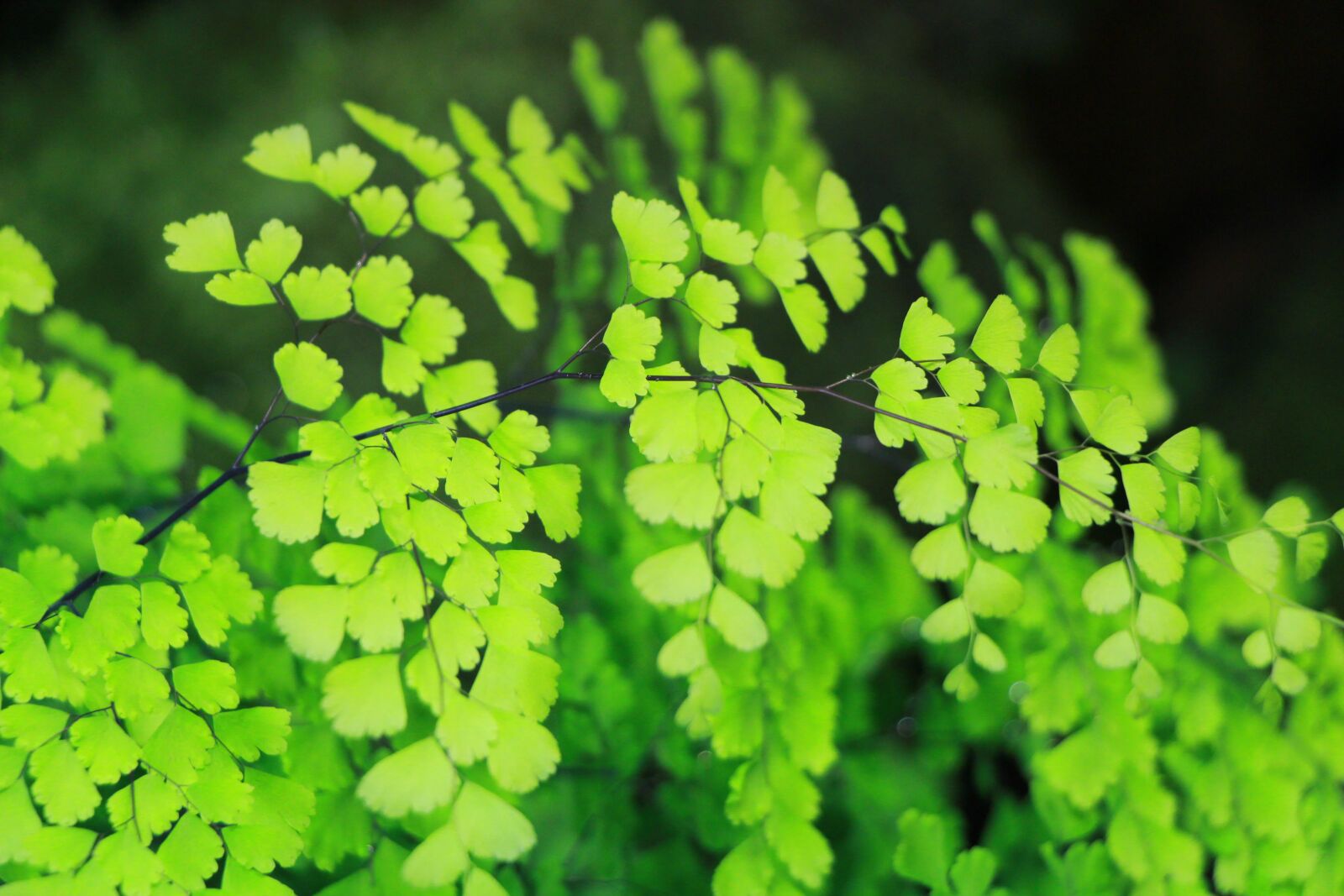 Canon EOS 650D (EOS Rebel T4i / EOS Kiss X6i) sample photo. Green, fern, leaf photography