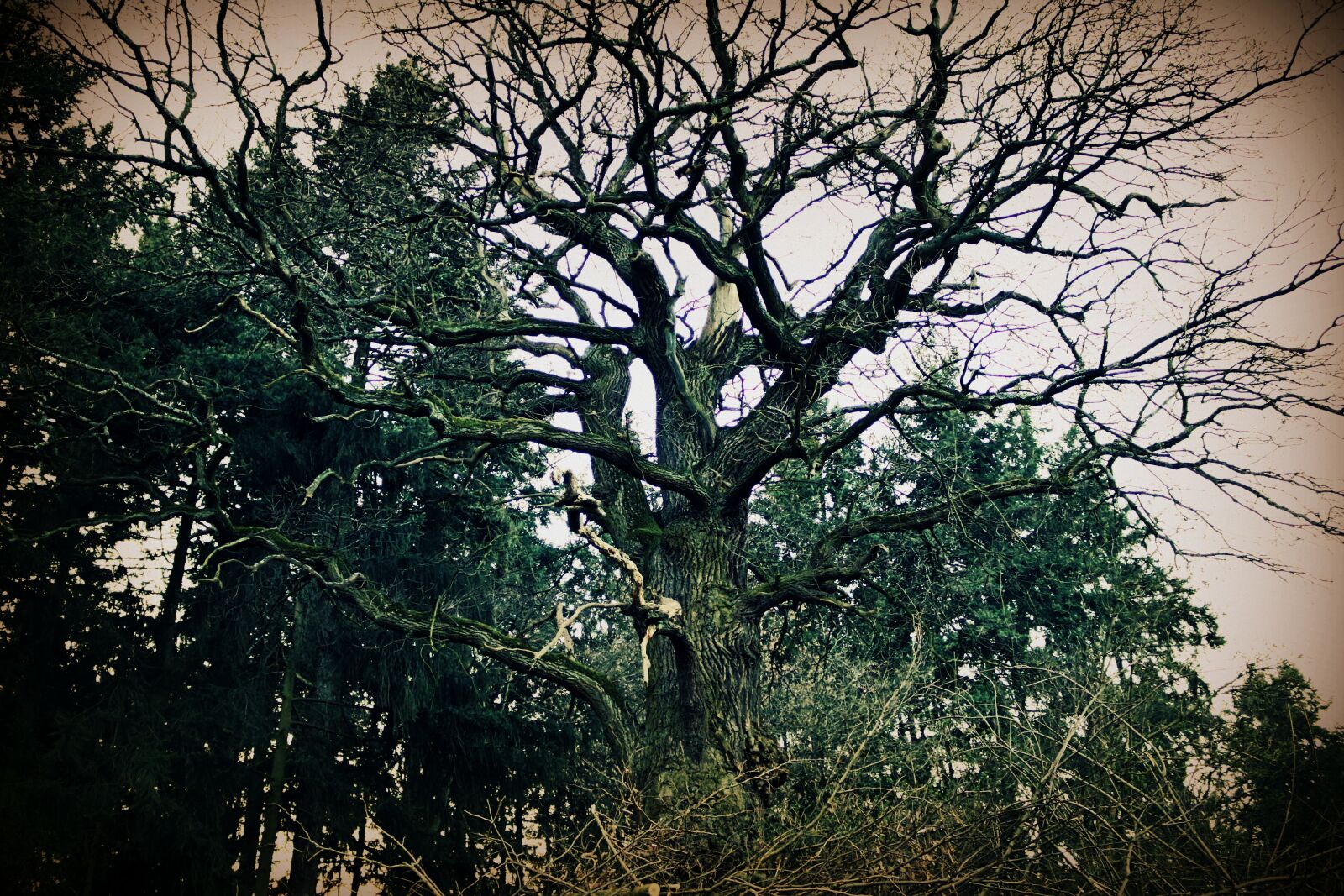 Canon EOS 70D sample photo. Tree, forest, gloomy photography