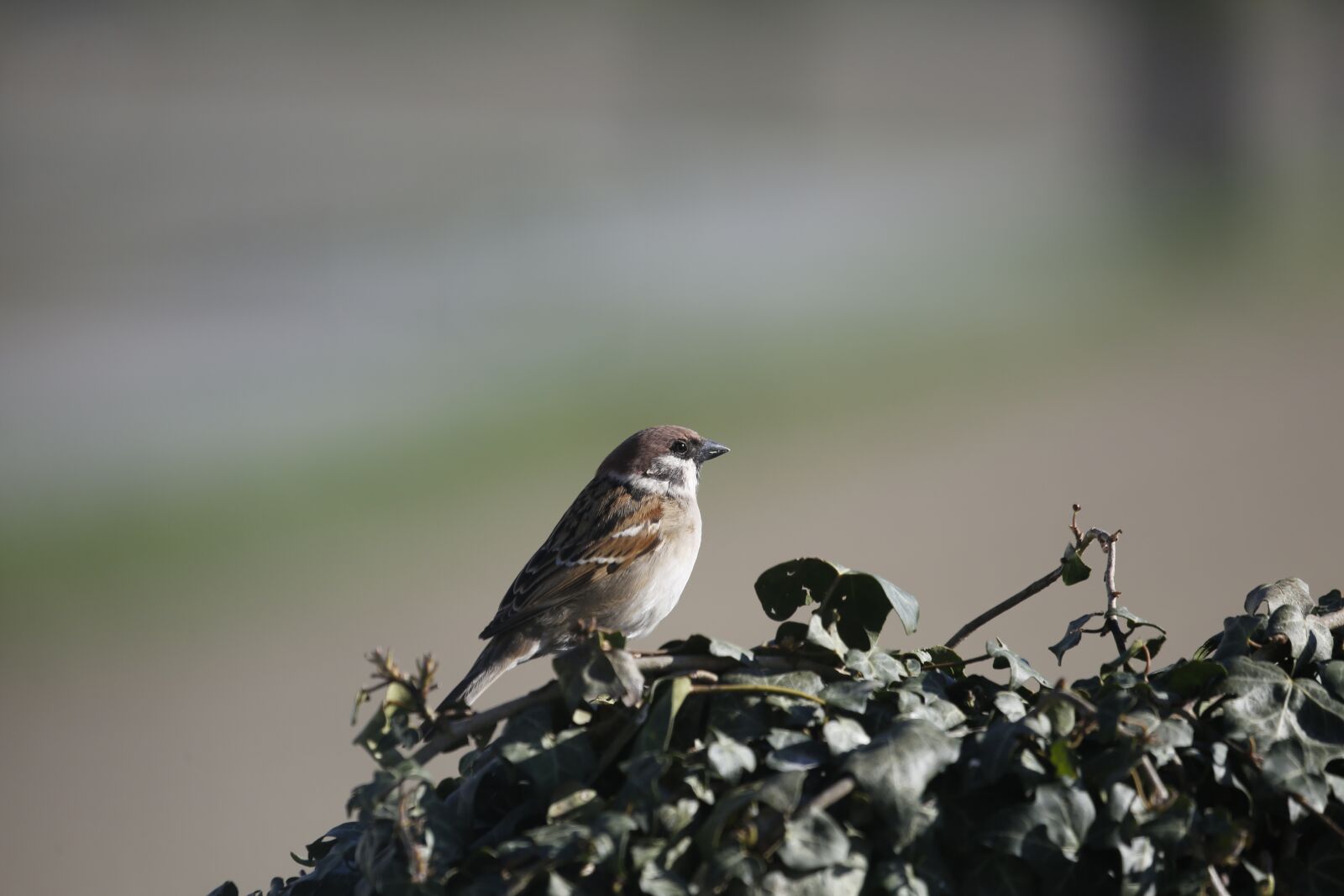 Canon EF 100-400mm F4.5-5.6L IS USM sample photo. Sperling, sparrow, bird photography