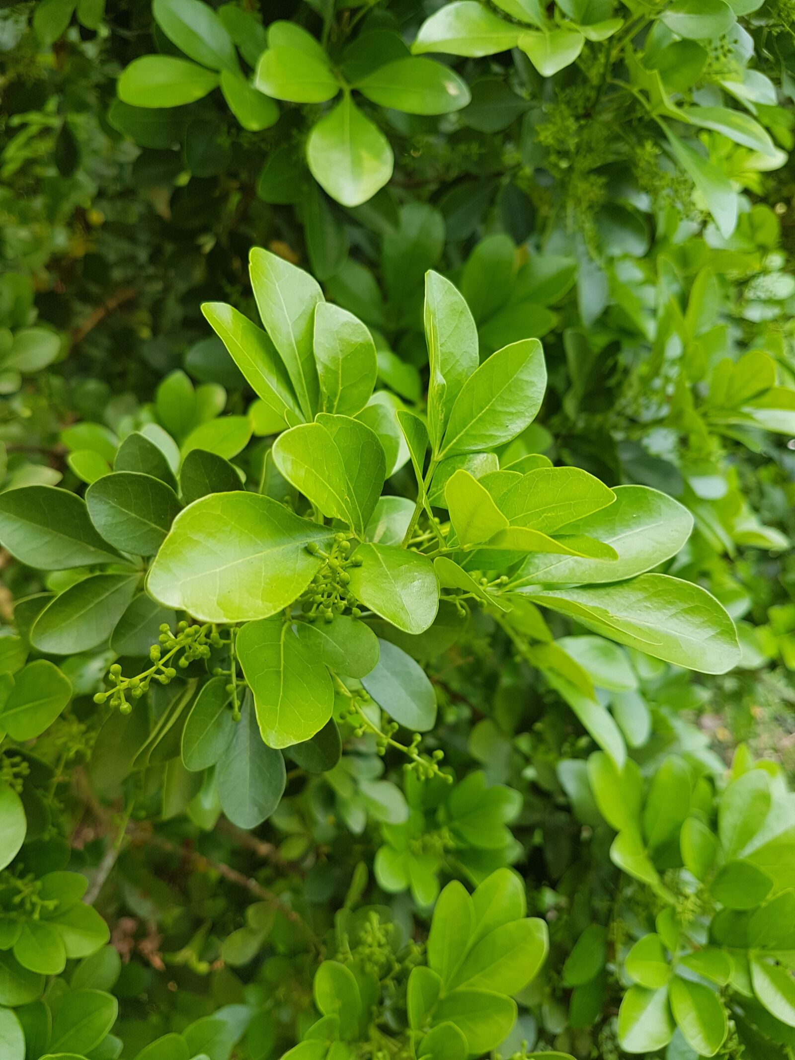 Samsung Galaxy S7 sample photo. Flora, leaf, nature photography