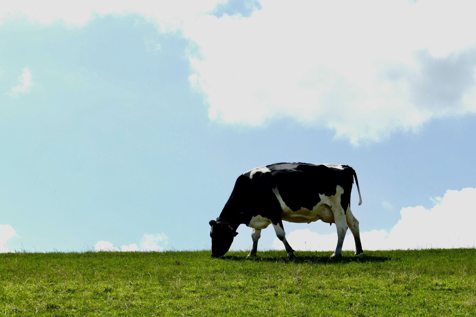 Panasonic Lumix DMC-FZ1000 sample photo. Cow, zeedijk, grassland photography