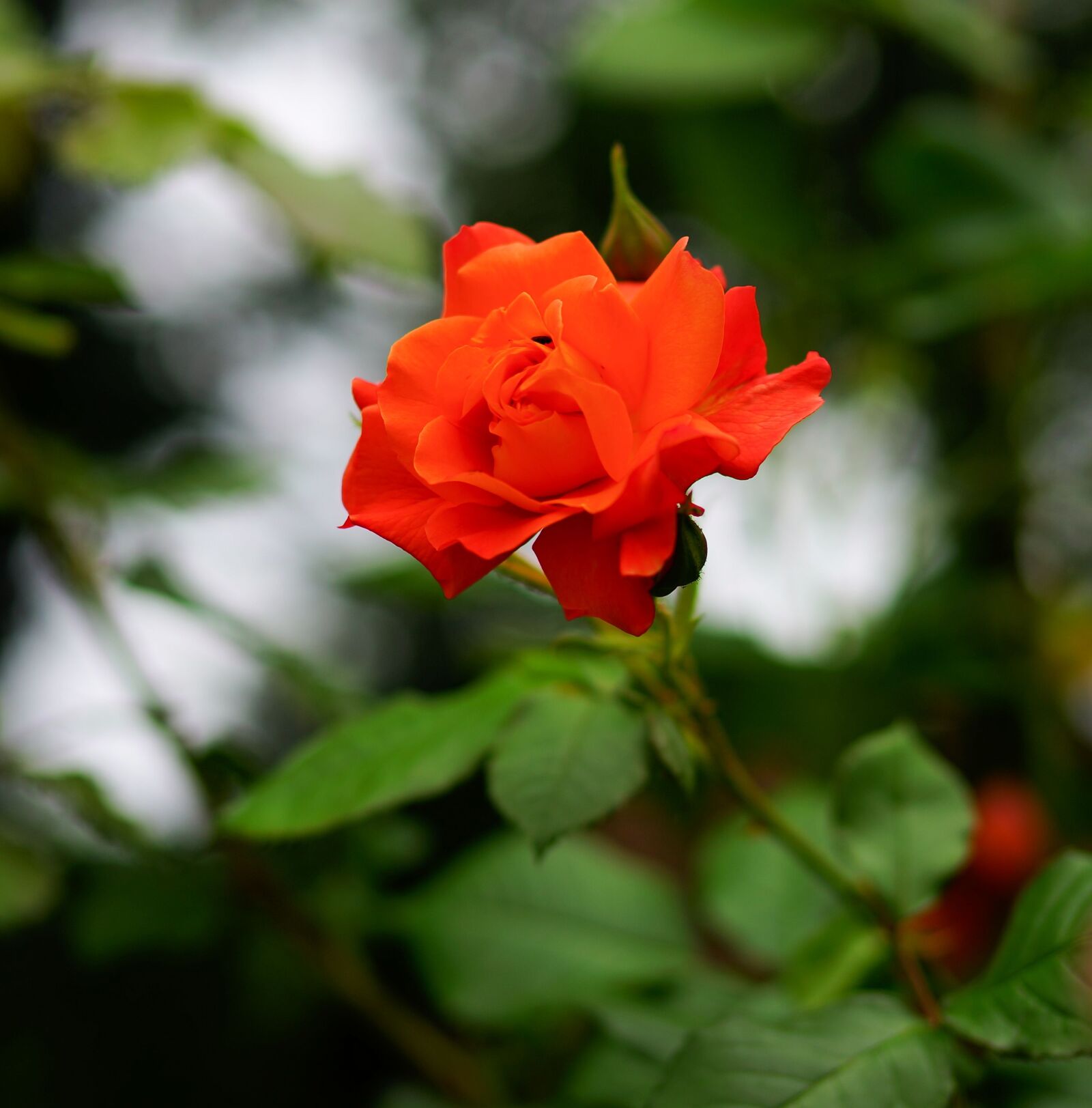 Sony Planar T* 50mm F1.4 ZA SSM sample photo. Flower, blossom, bloom photography