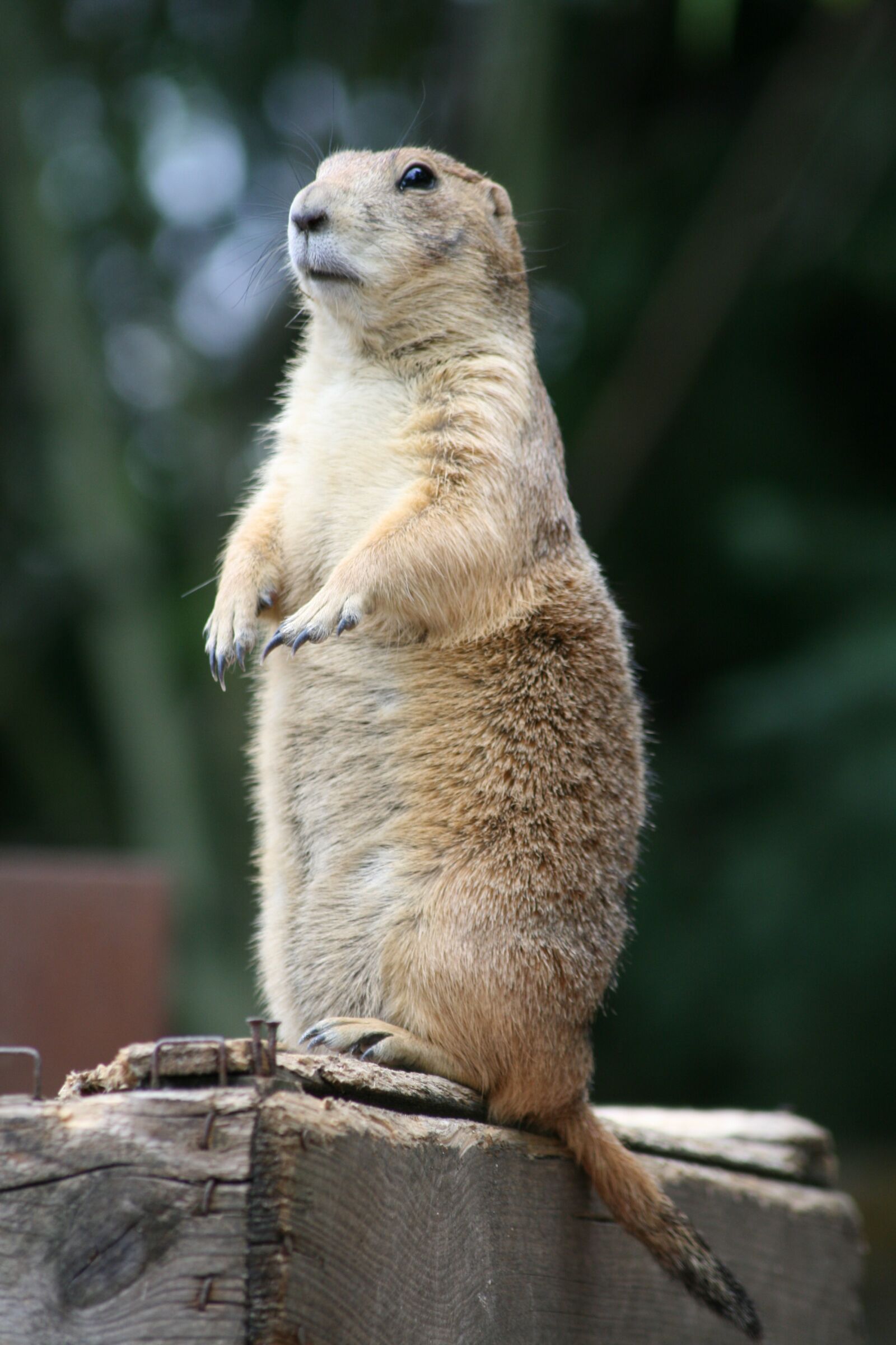 Canon EOS 400D (EOS Digital Rebel XTi / EOS Kiss Digital X) sample photo. Prairie dog, zoo, animal photography