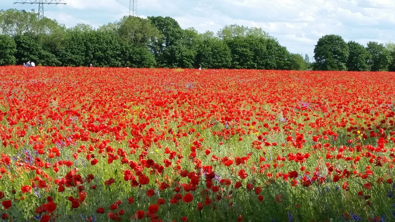 Samsung Galaxy S5 sample photo. Field, poppy, red photography