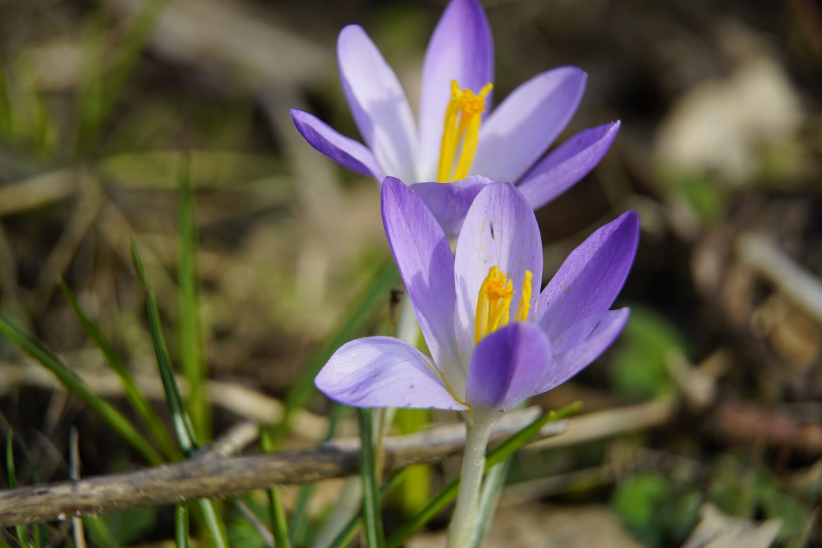 Sony a7R II + Sony E PZ 18-105mm F4 G OSS sample photo. Sunshine, crocus, blue photography