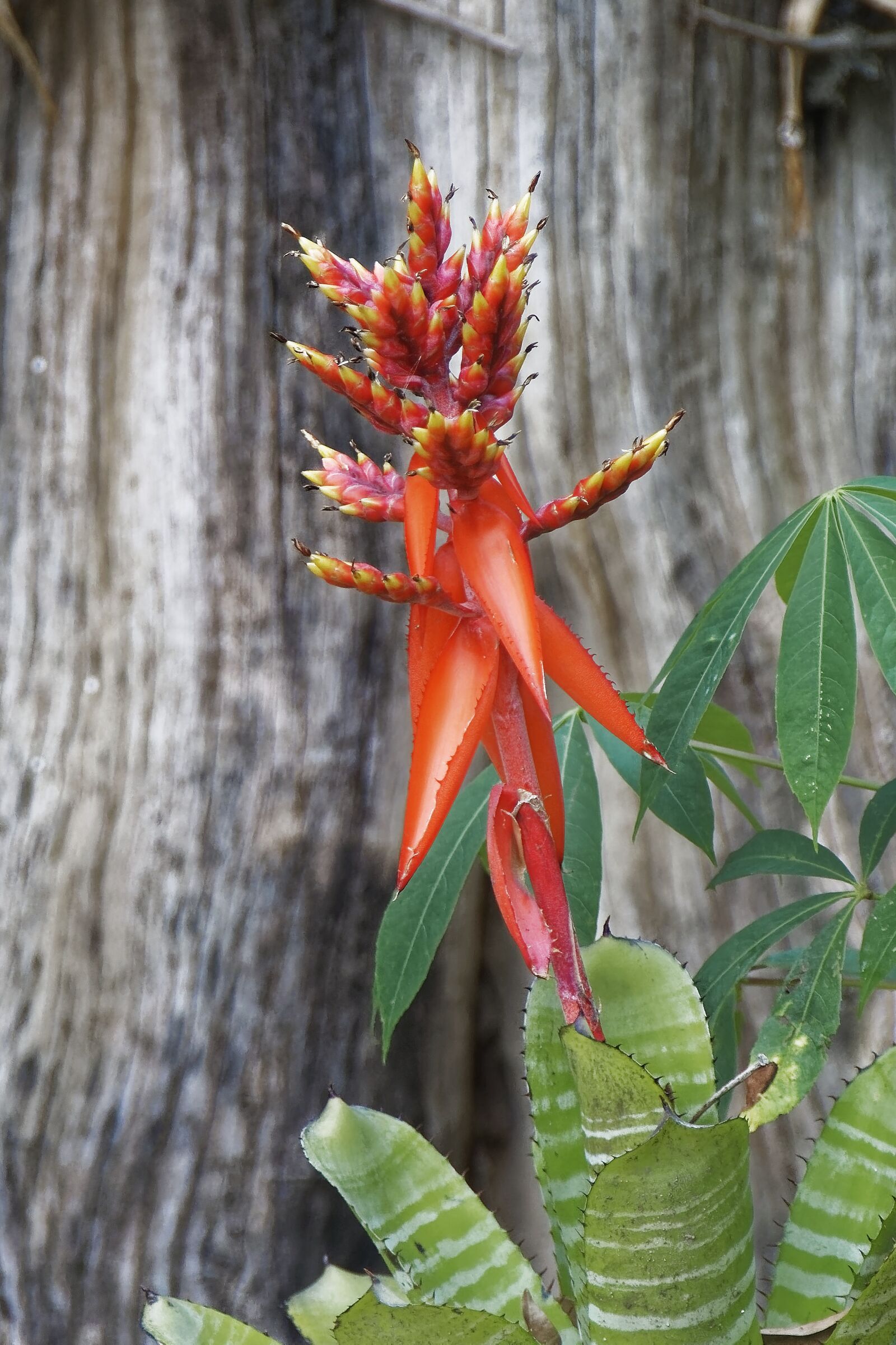 Nikon D500 sample photo. Colombia, tropics, plant photography