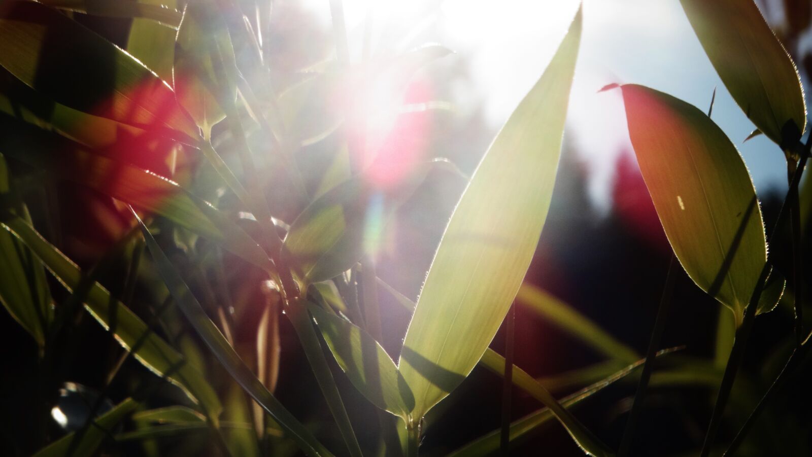 Sony Cyber-shot DSC-HX300 sample photo. Bamboo, plant, branch photography