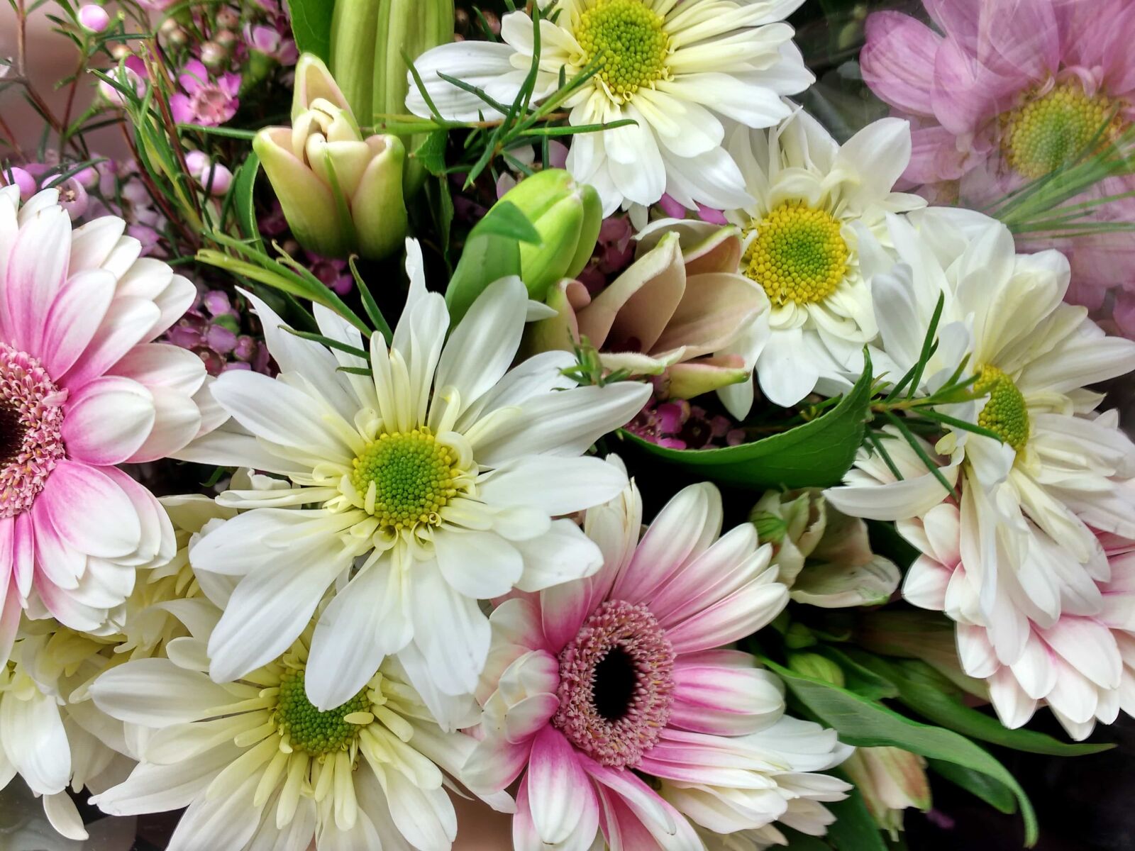 Motorola MotoG3 sample photo. Bouquet, flower, daisy, blooming photography