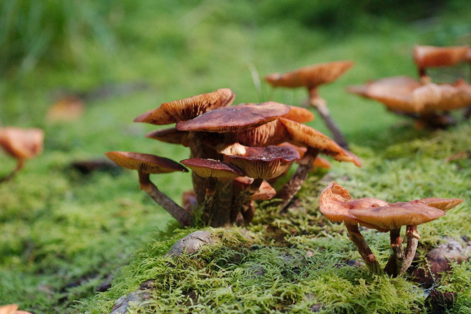 Canon EOS 70D sample photo. Mushroom, nature, autumn photography