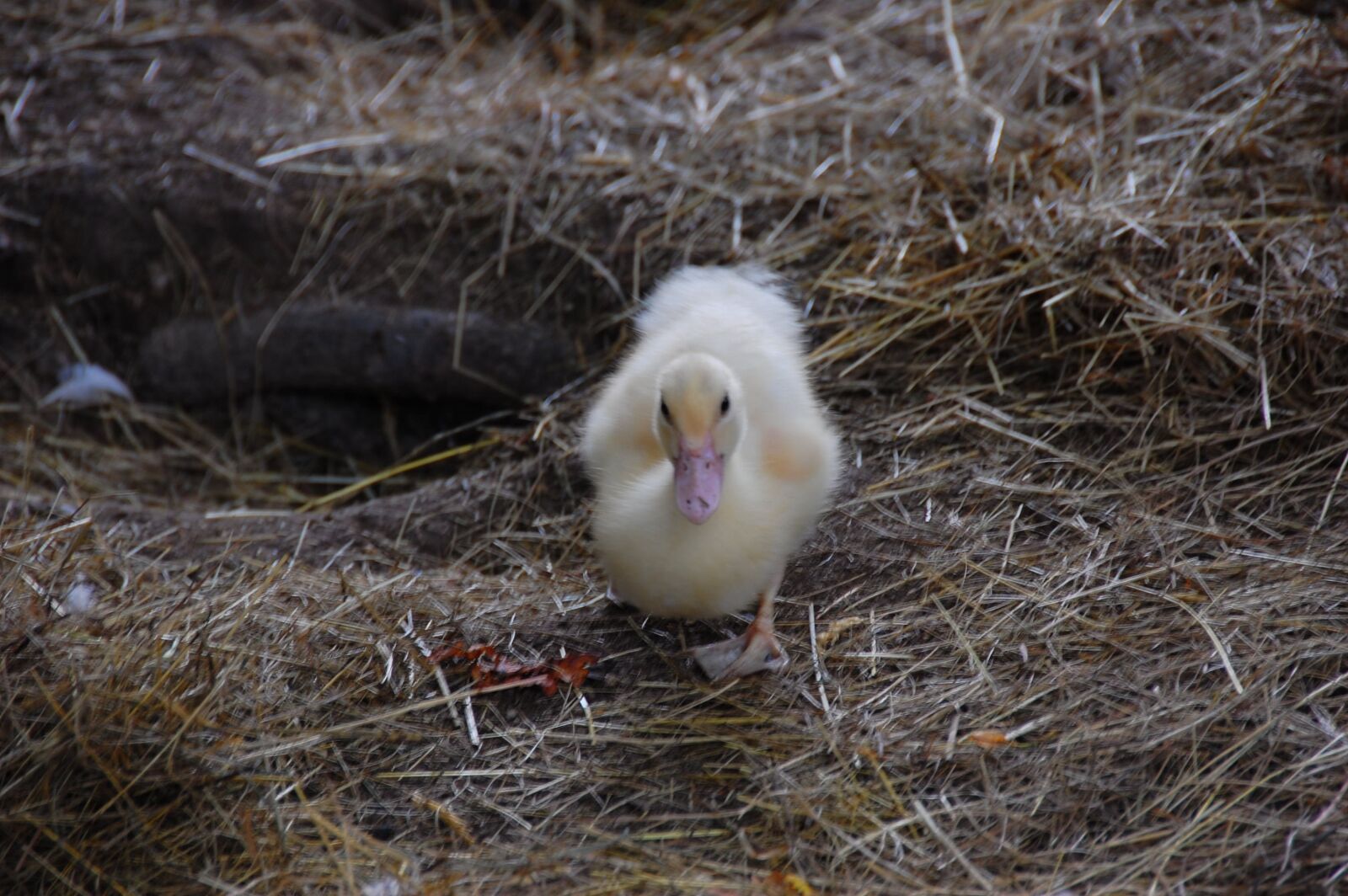 Nikon D40 sample photo. Duck, cute, small photography
