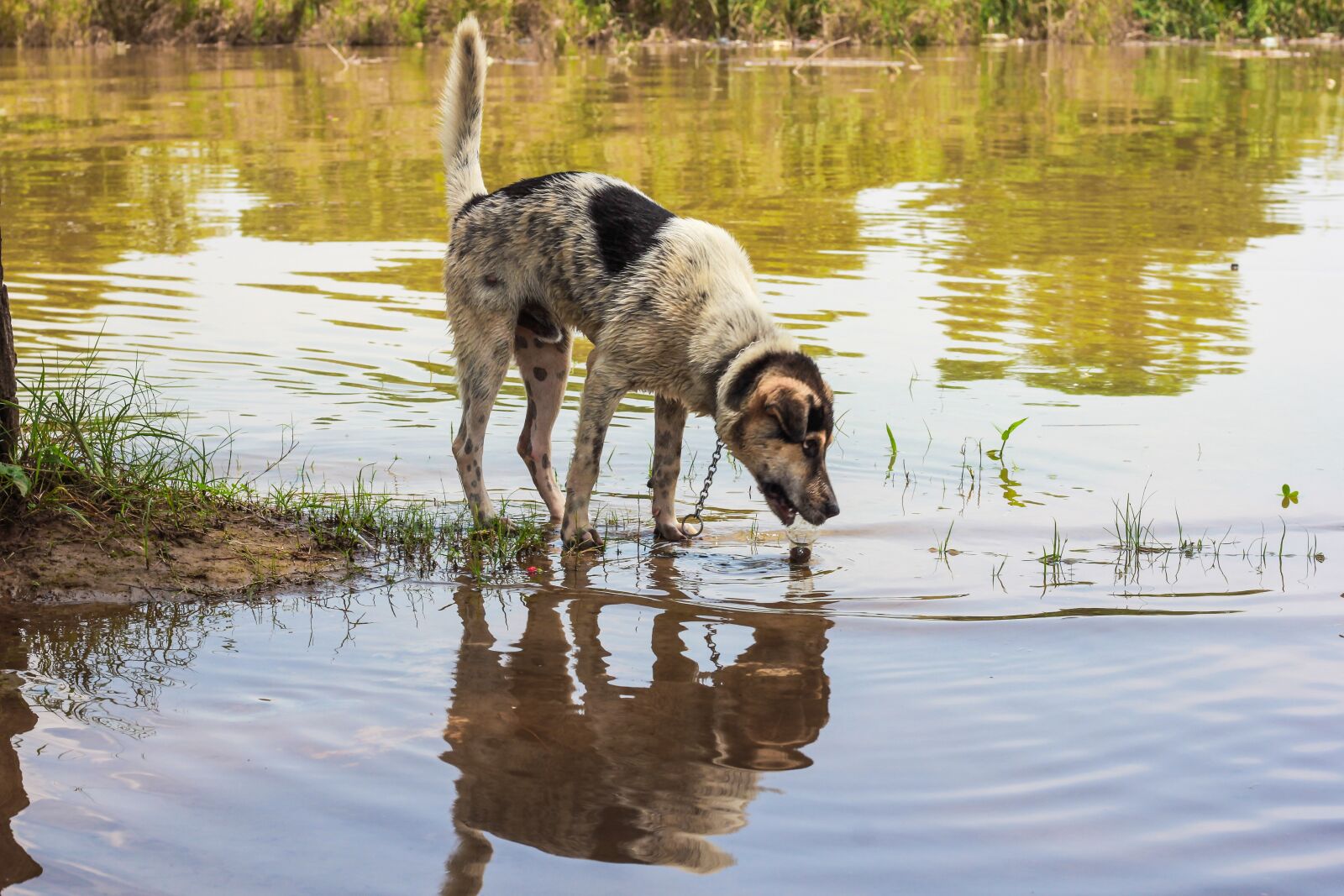 Canon EOS 60D + Canon EF 50mm F1.8 STM sample photo. Dog, water, pet photography