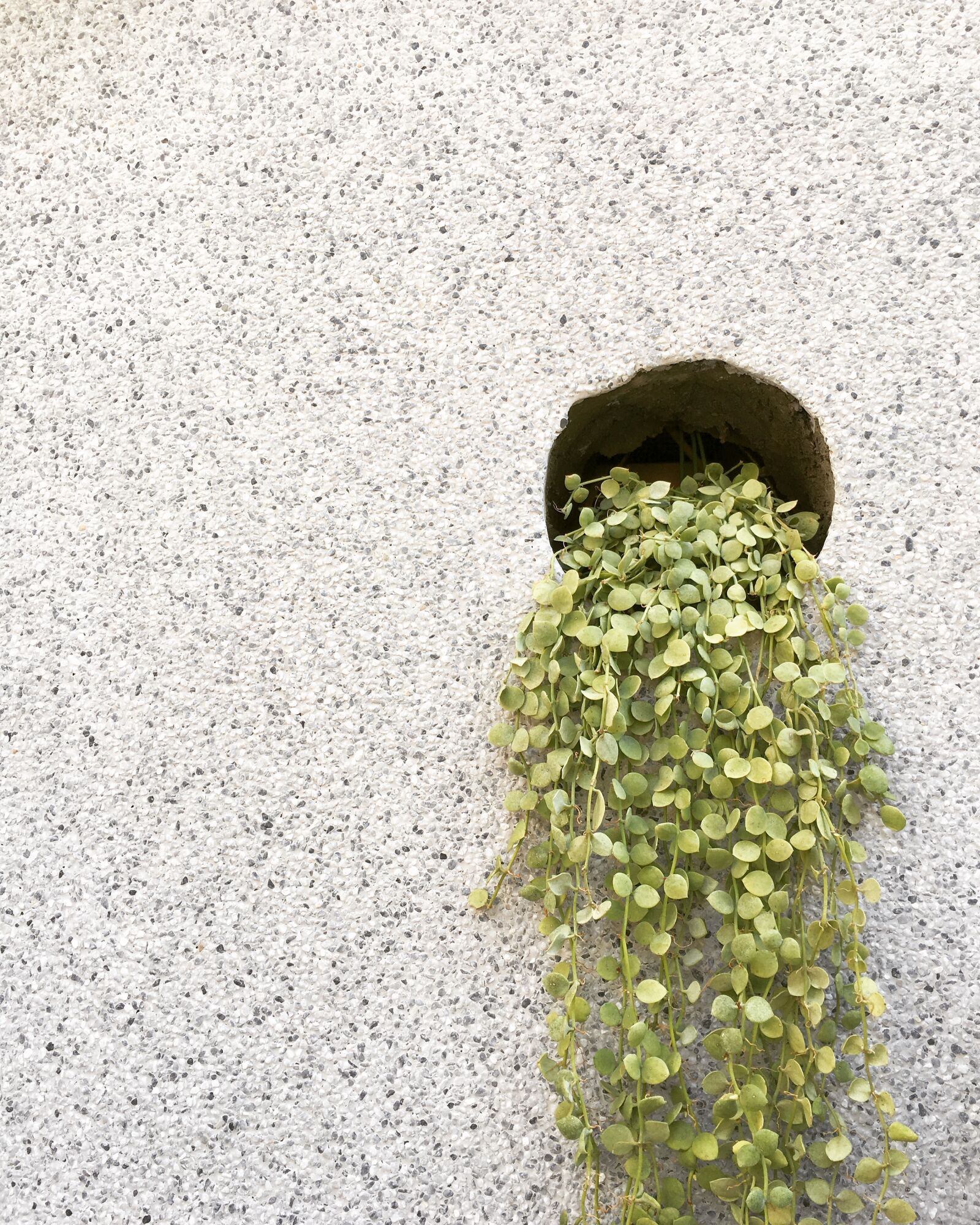 Apple iPhone 6s sample photo. Plant, green, wall photography