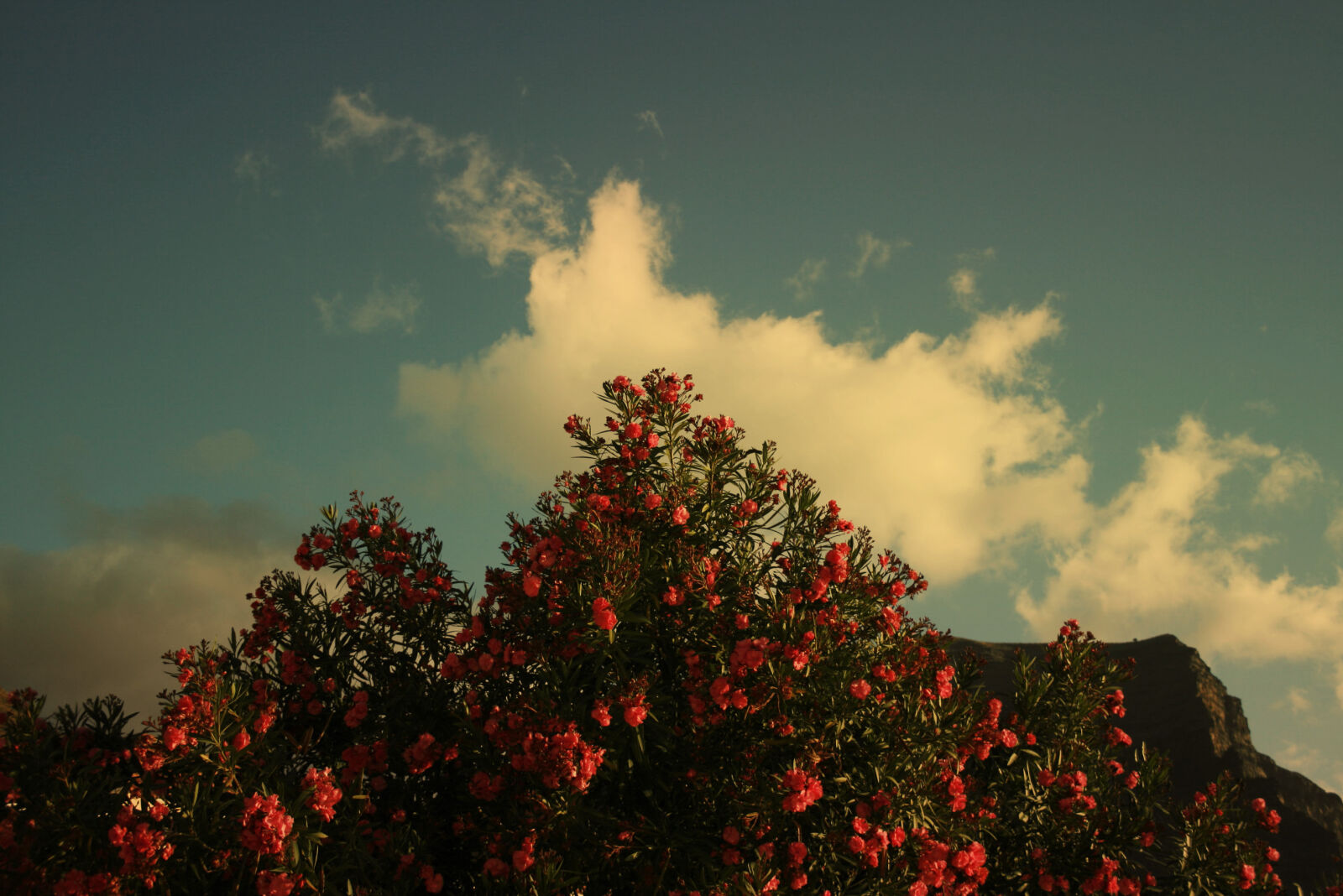 Canon EF-S 18-55mm F3.5-5.6 II sample photo. Blossom, clouds, mountain, nature photography
