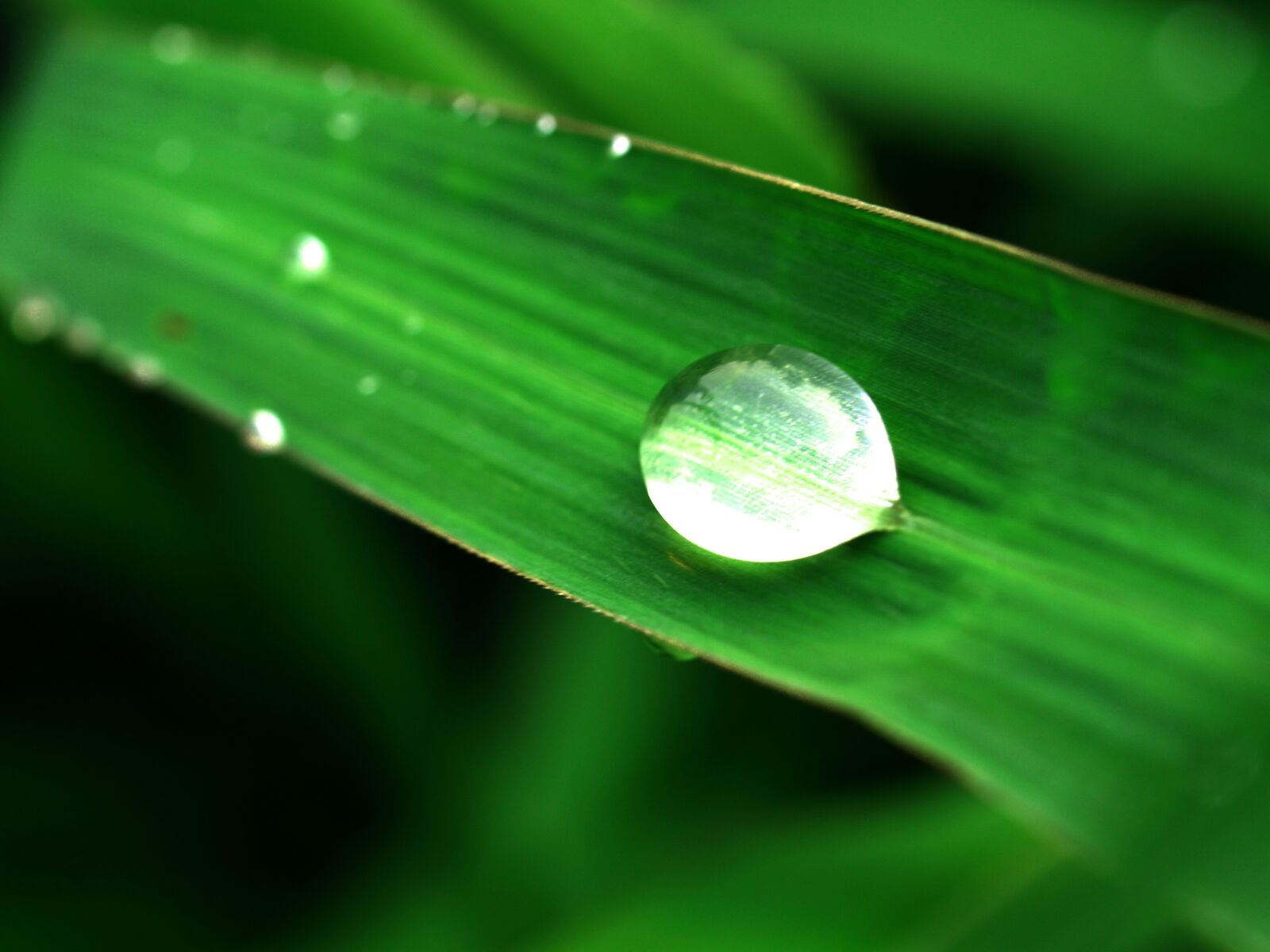 Olympus E-300 (EVOLT E-300) sample photo. Water, drops, leaf photography