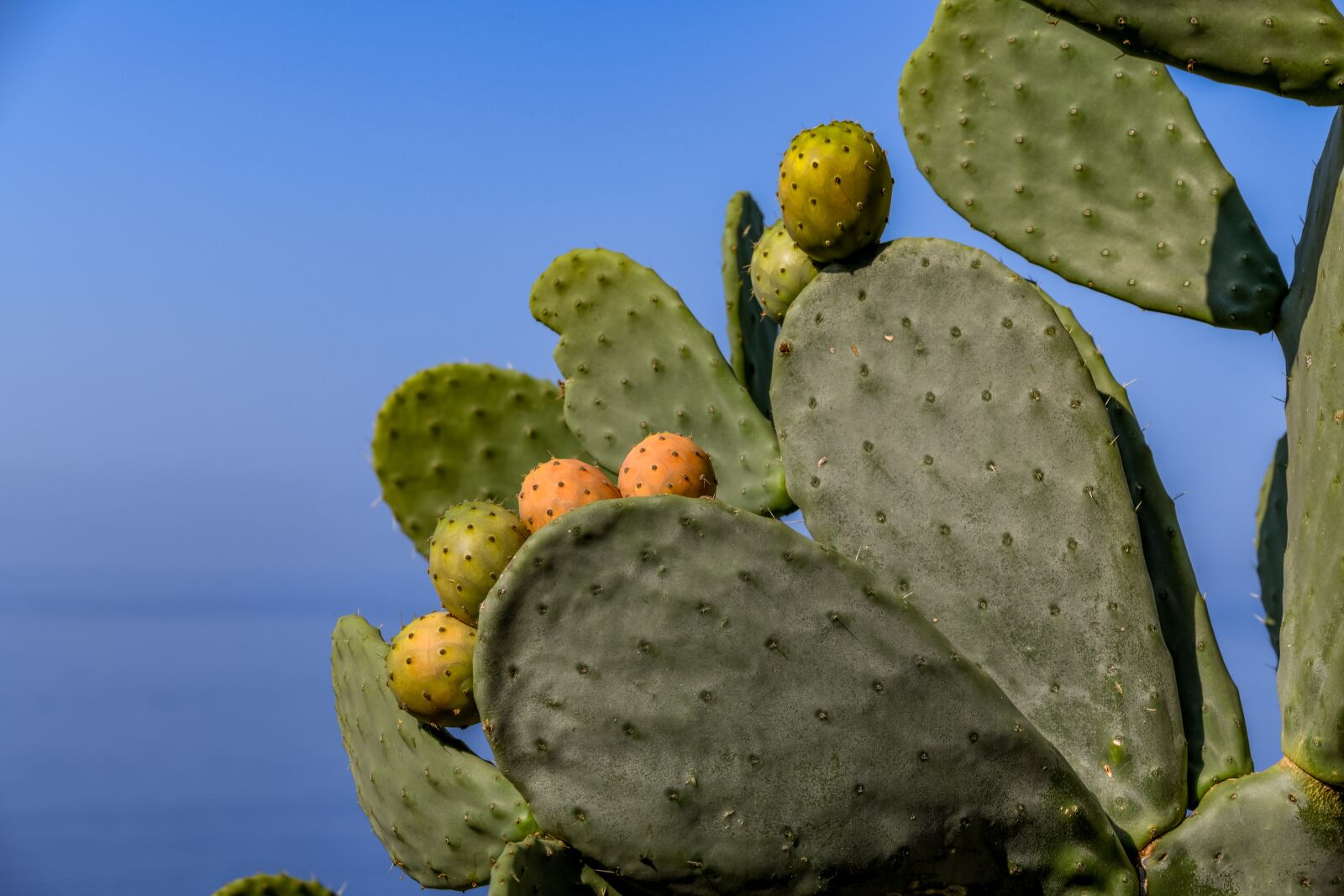 Tamron 28-300mm F3.5-6.3 Di VC PZD sample photo. Cactus, fig, plant photography