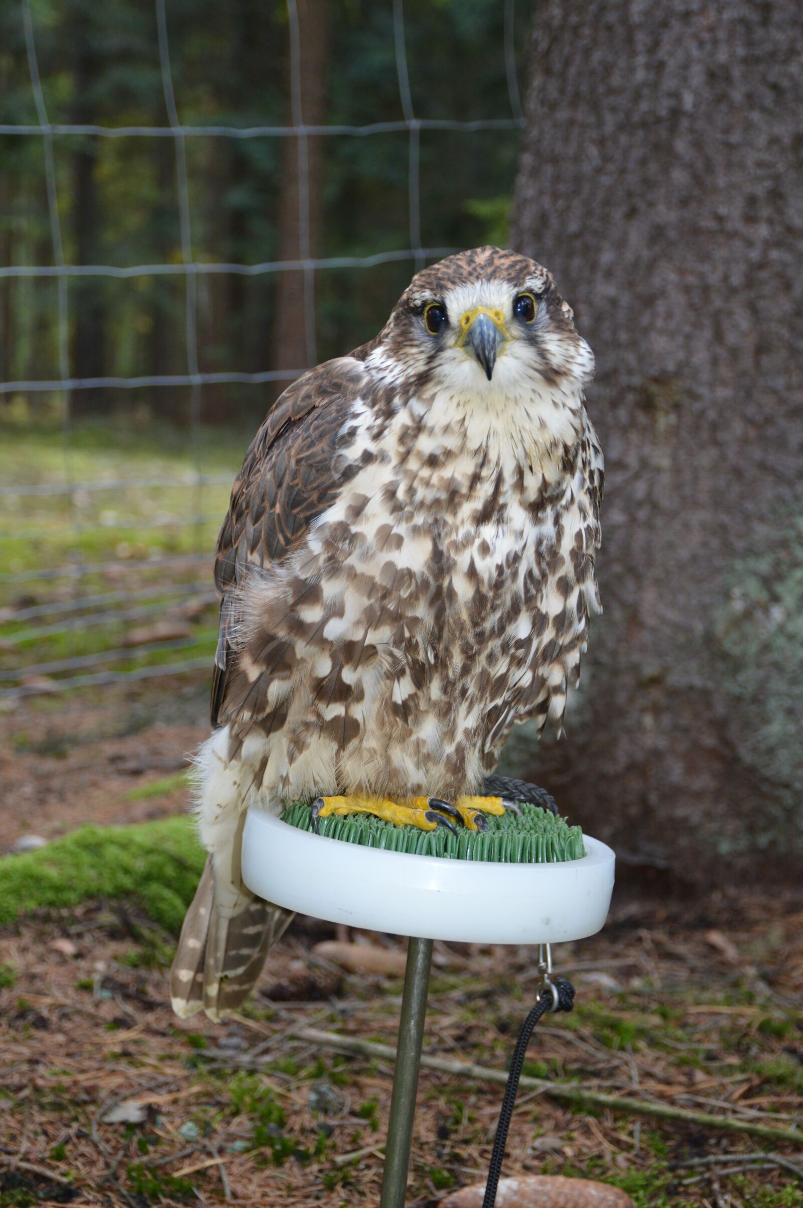 Nikon D3200 sample photo. Buzzard, bird, falconry photography