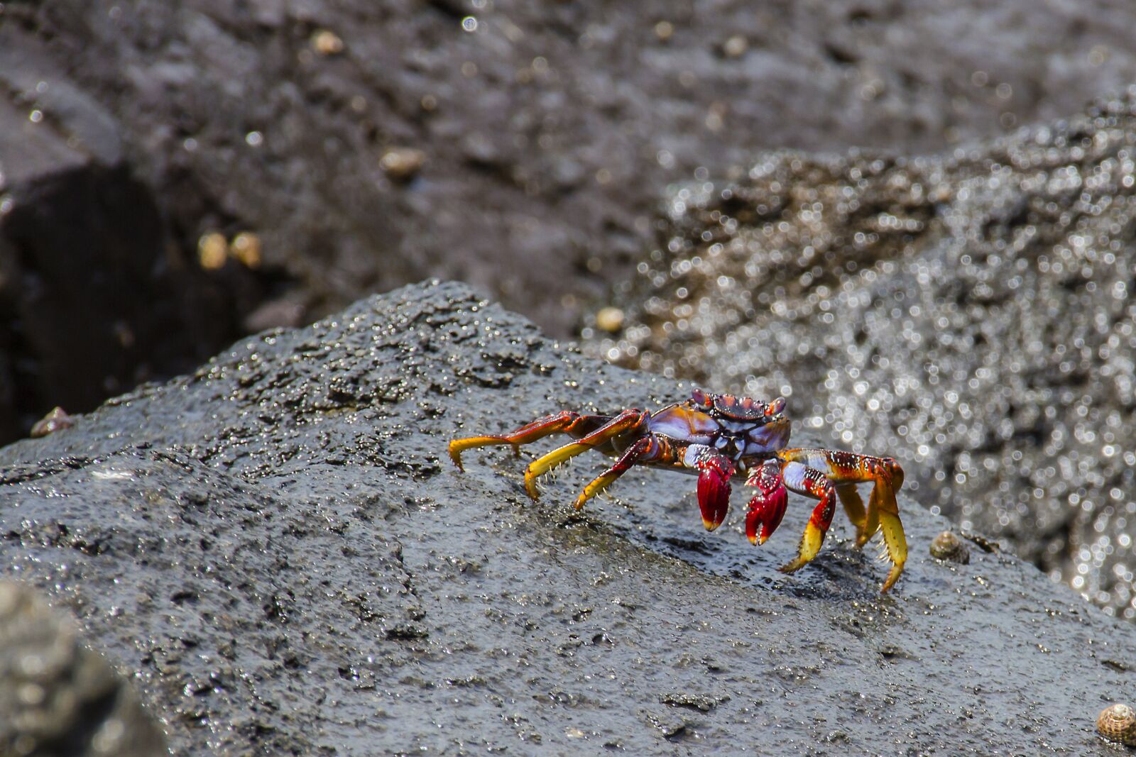 Canon EOS 700D (EOS Rebel T5i / EOS Kiss X7i) sample photo. Red cliff crab, crab photography