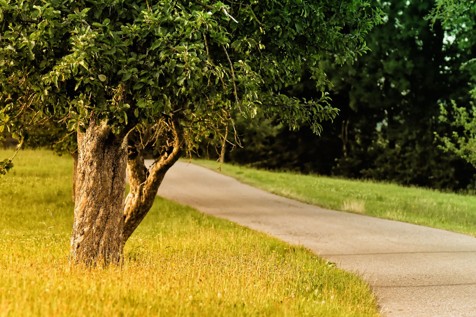 Nikon D7200 sample photo. Trees, nature, idyllic photography