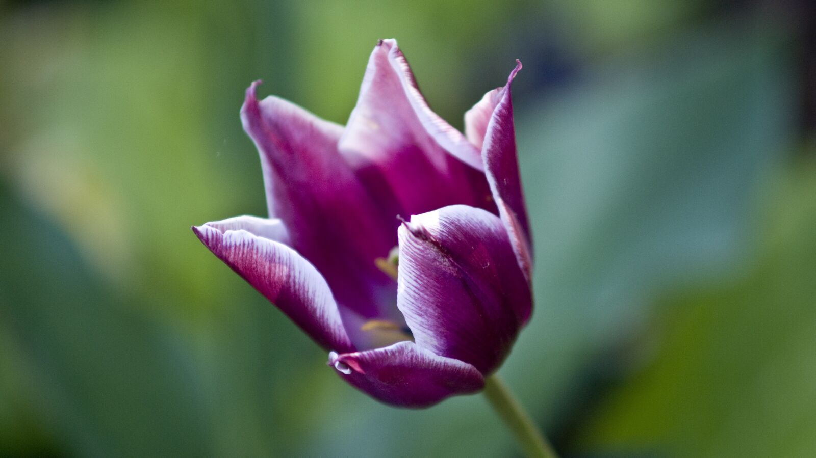 Minolta AF 70-210mm F4 Macro sample photo. Flower, summer, bloom photography