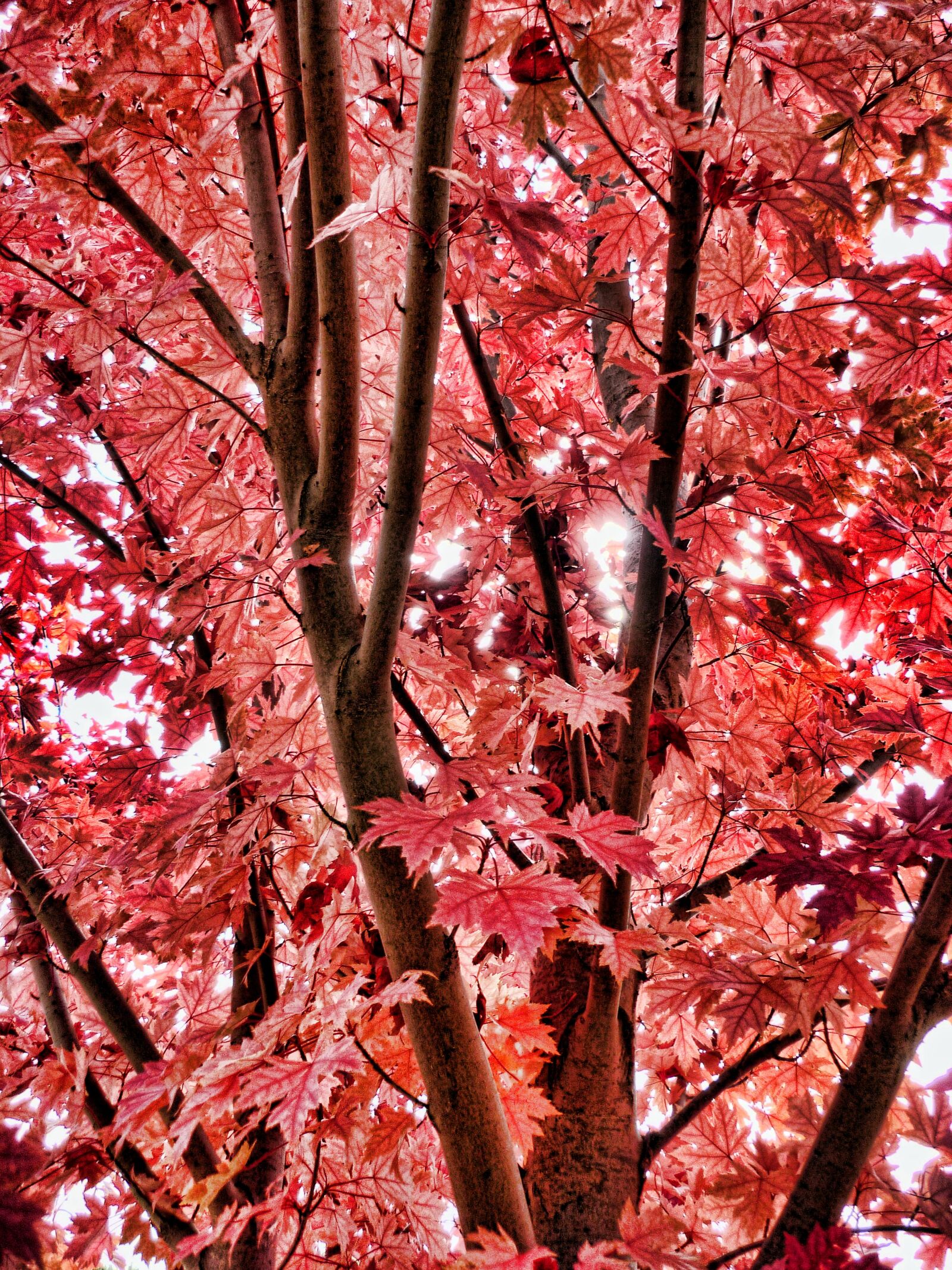 Panasonic DMC-FS7 sample photo. Autumn, autumn leaves, red photography