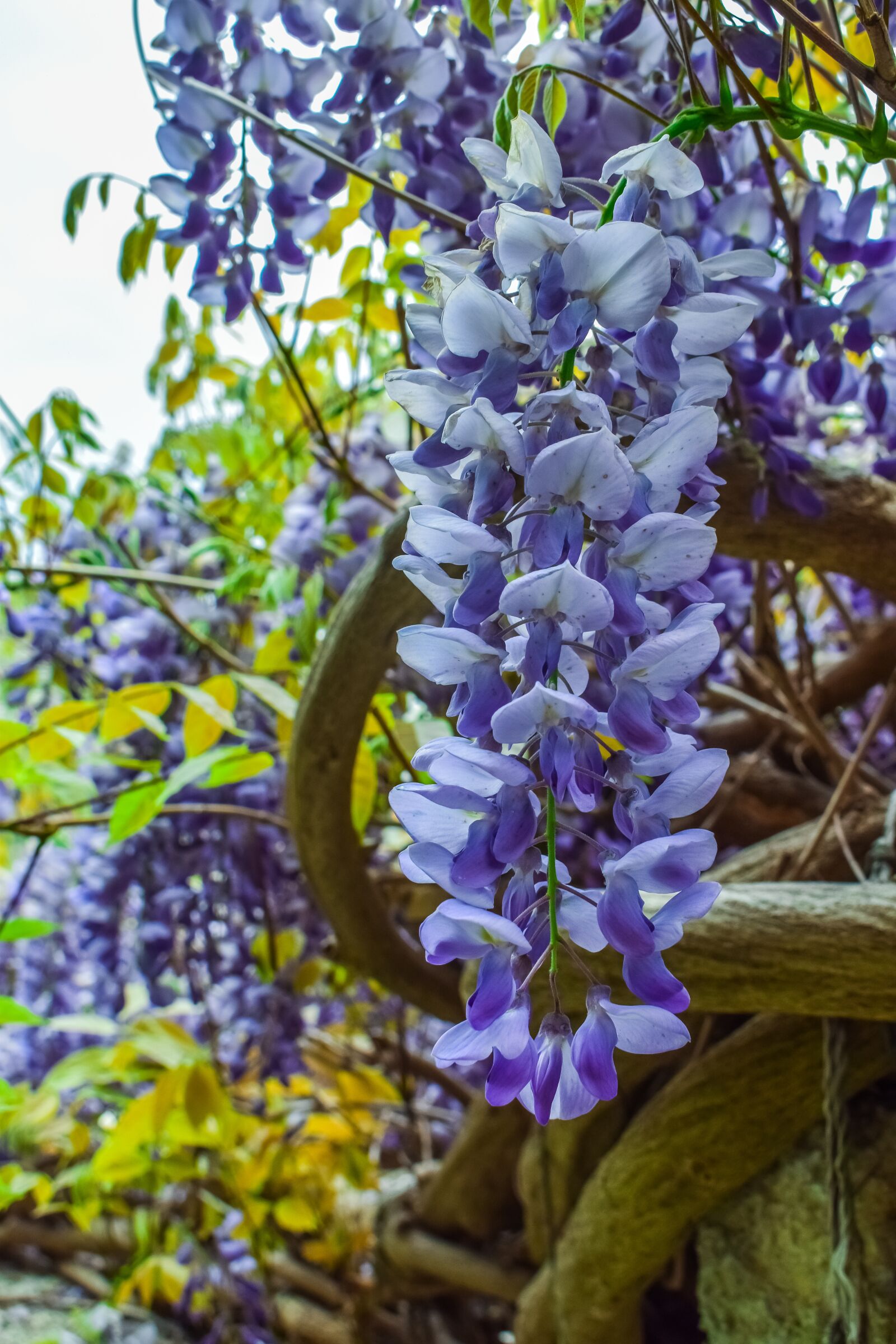 Nikon D3300 sample photo. Flowers, purple, plant photography