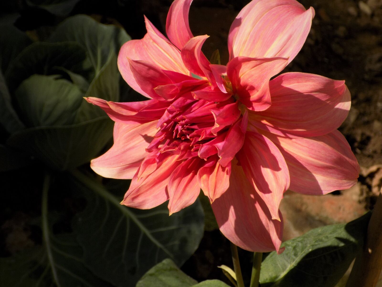 Nikon COOLPIX L340 sample photo. Flower, nature, flora photography