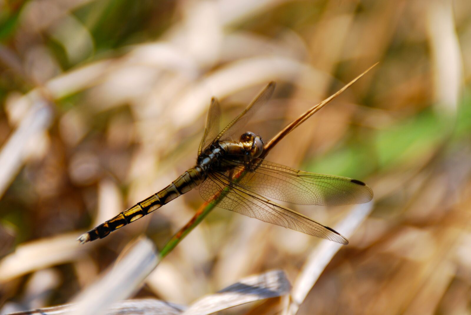 Nikon D40X sample photo. Dragonfly, insect, bug photography