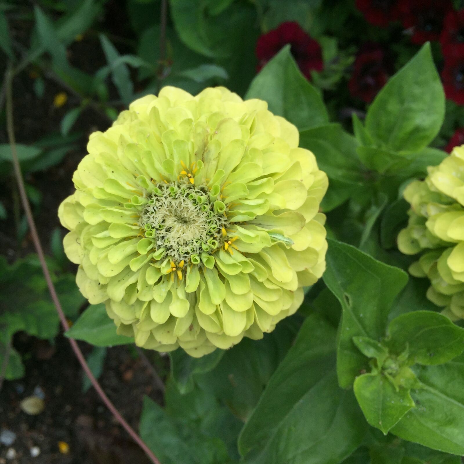 Apple iPhone 6 sample photo