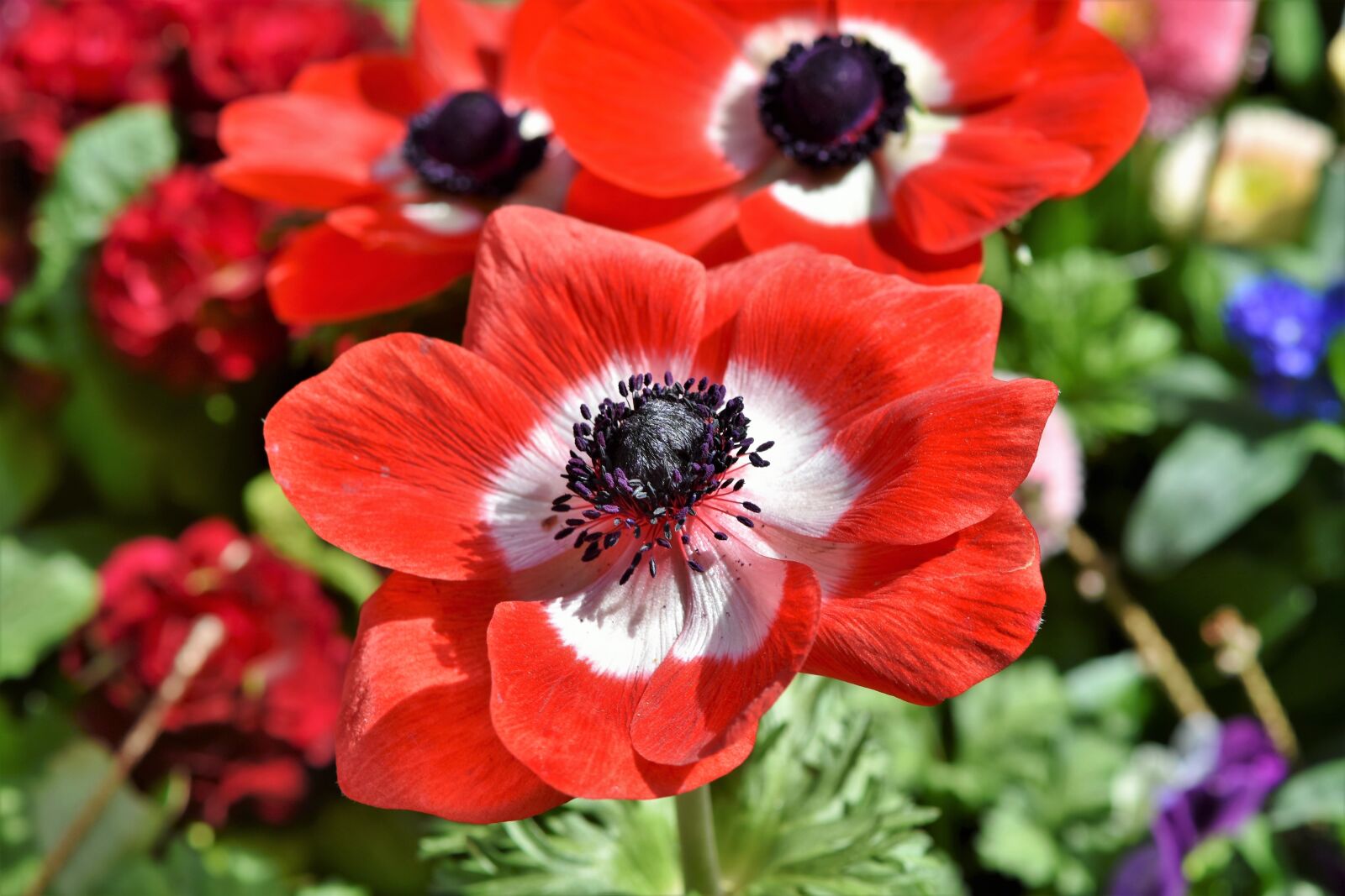 Nikon D7200 sample photo. Poppy, mohngewaechs, blossom photography