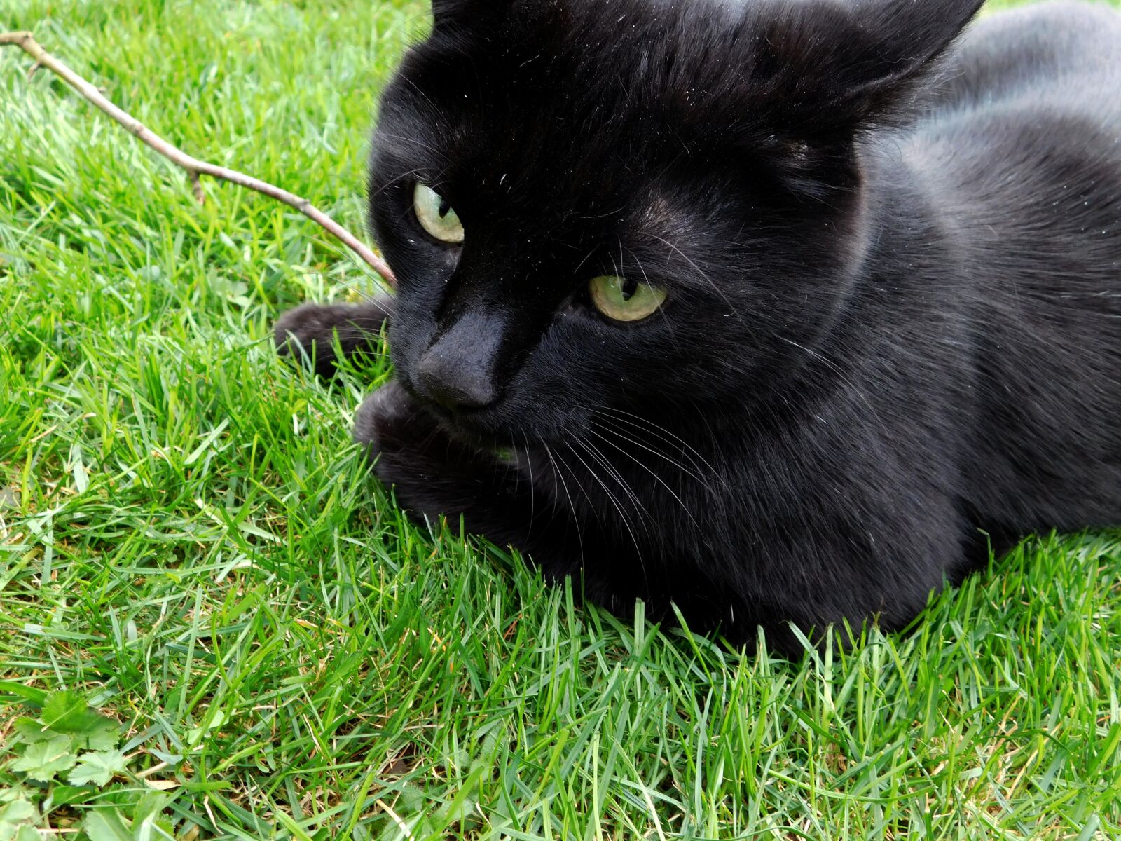 Nikon Coolpix L840 sample photo. Cat, black cat, mieze photography