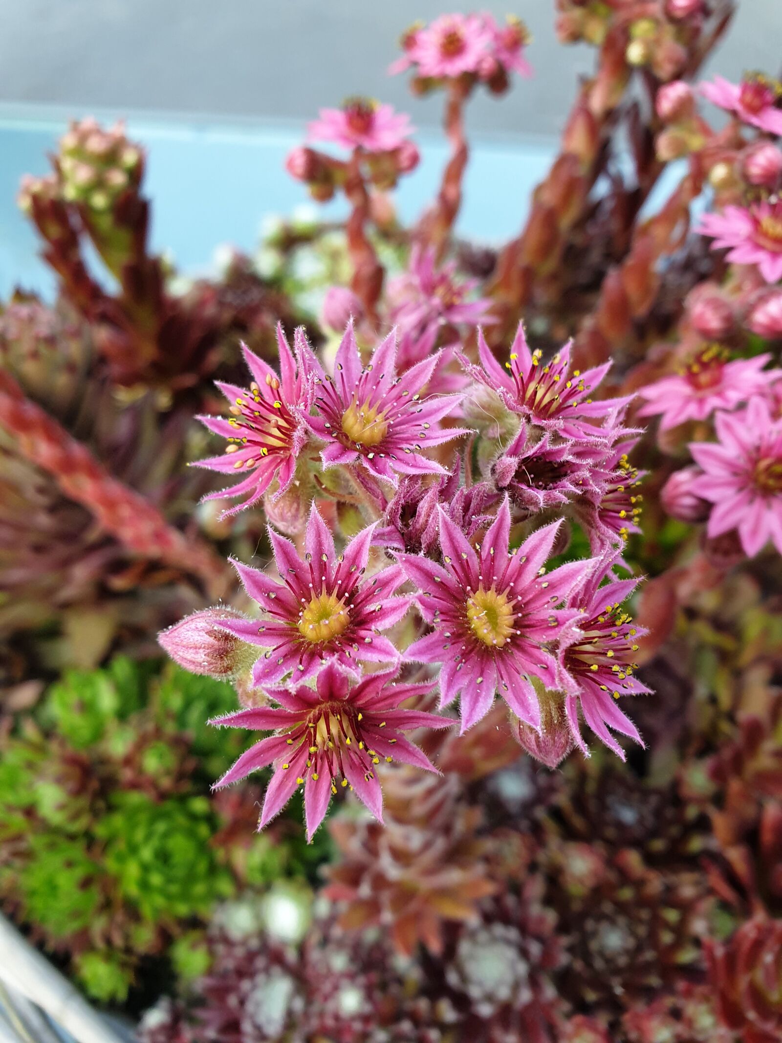 Samsung Galaxy S9 sample photo. Flower, cactus, nature photography