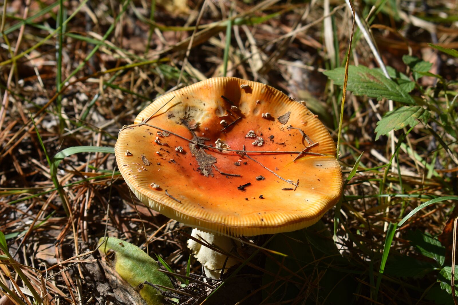 Nikon D3400 sample photo. Russula, mushroom, fungus photography