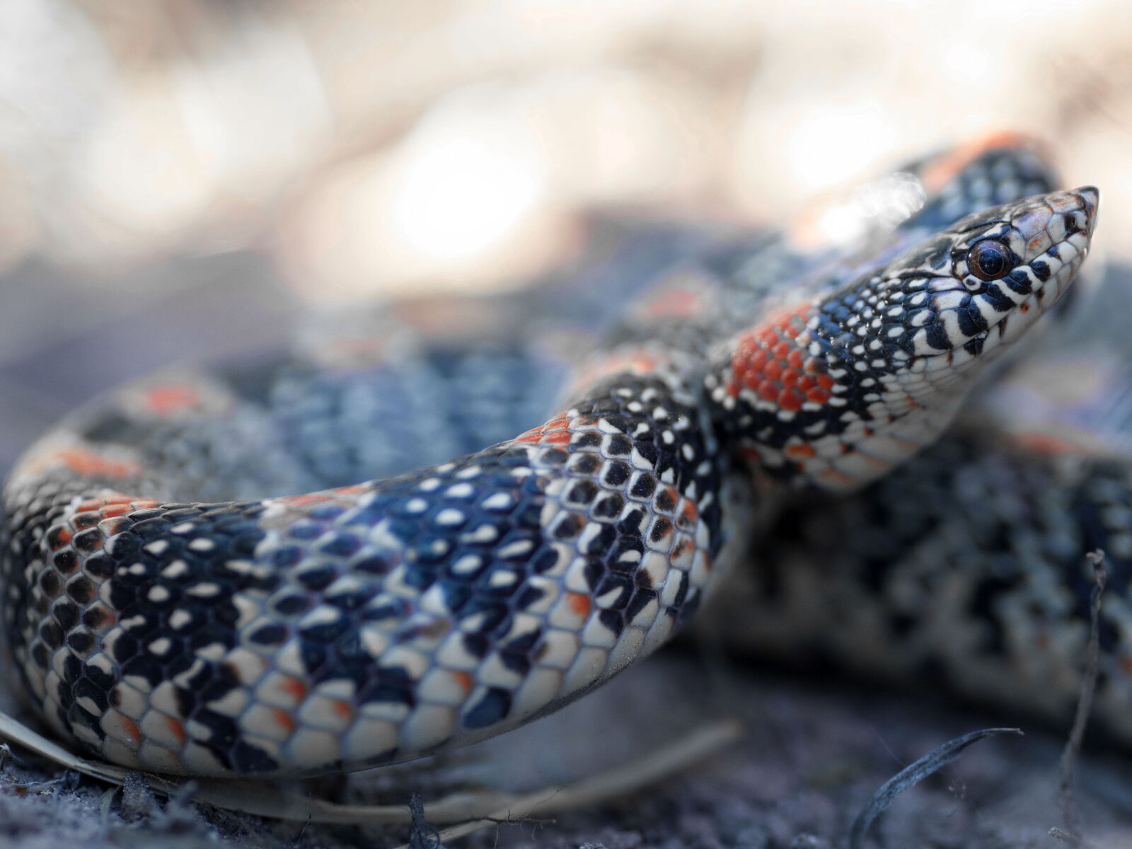 Canon EOS 5D Mark II sample photo. Long, nosed, snake, desert photography