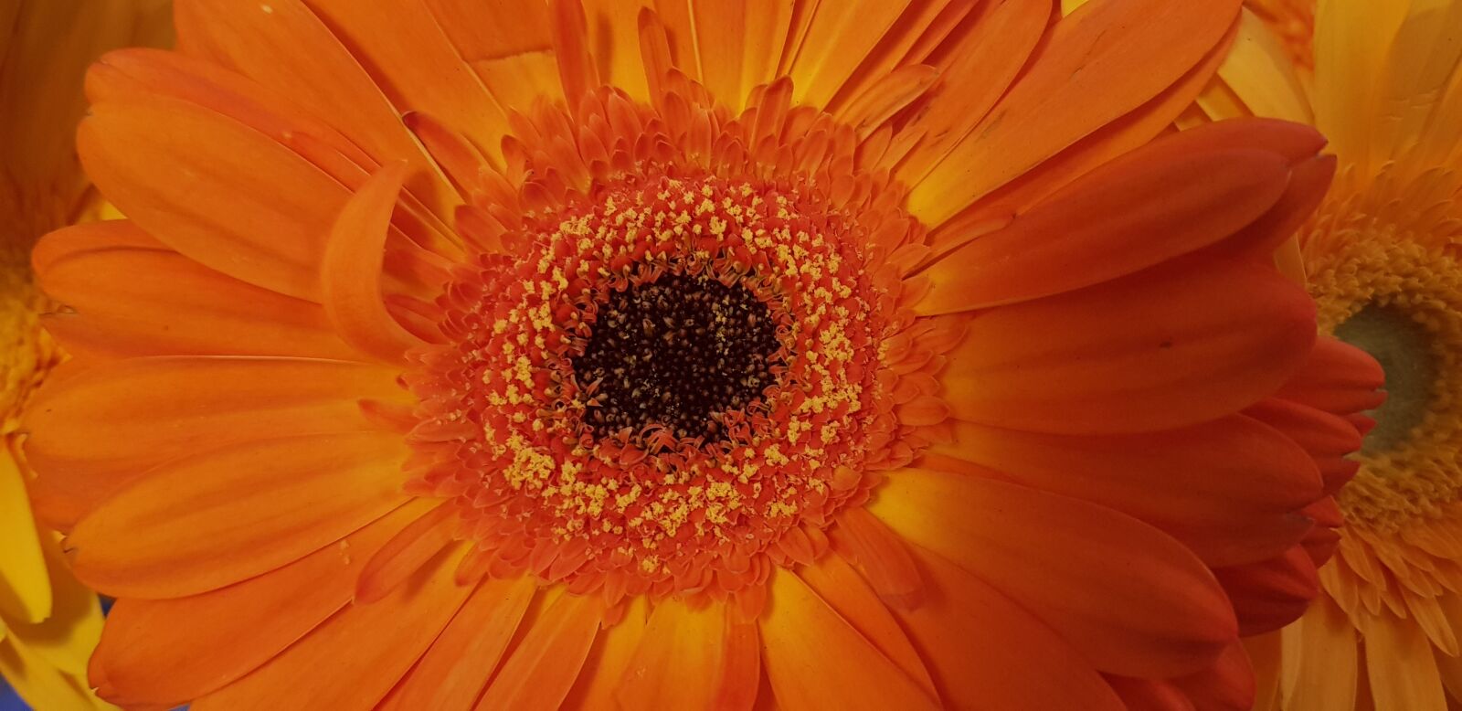 Samsung Galaxy S8 sample photo. Gerbera, orange, flower photography