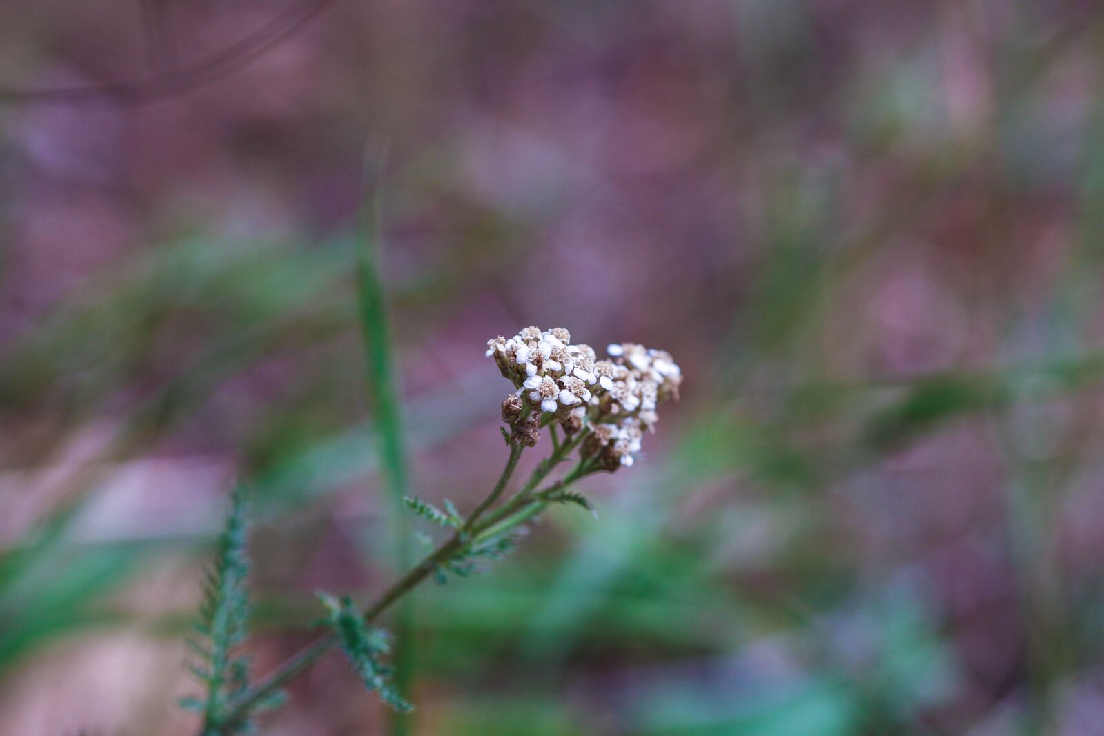 Canon EOS 7D Mark II sample photo. Wildflower, nature, summer flower photography
