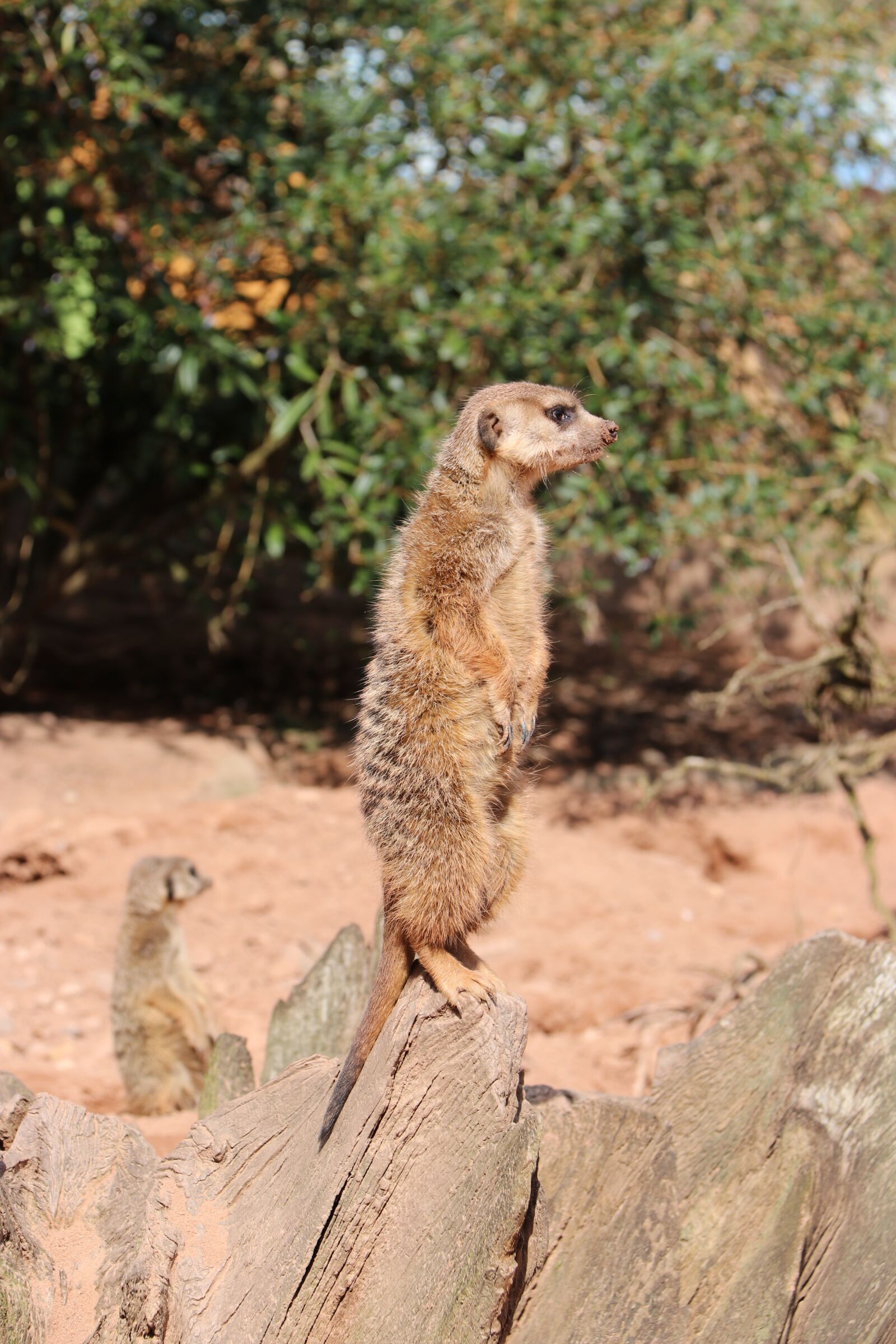 Canon EOS 80D + Canon EF-S 18-200mm F3.5-5.6 IS sample photo. Meerkat, cute, curious photography